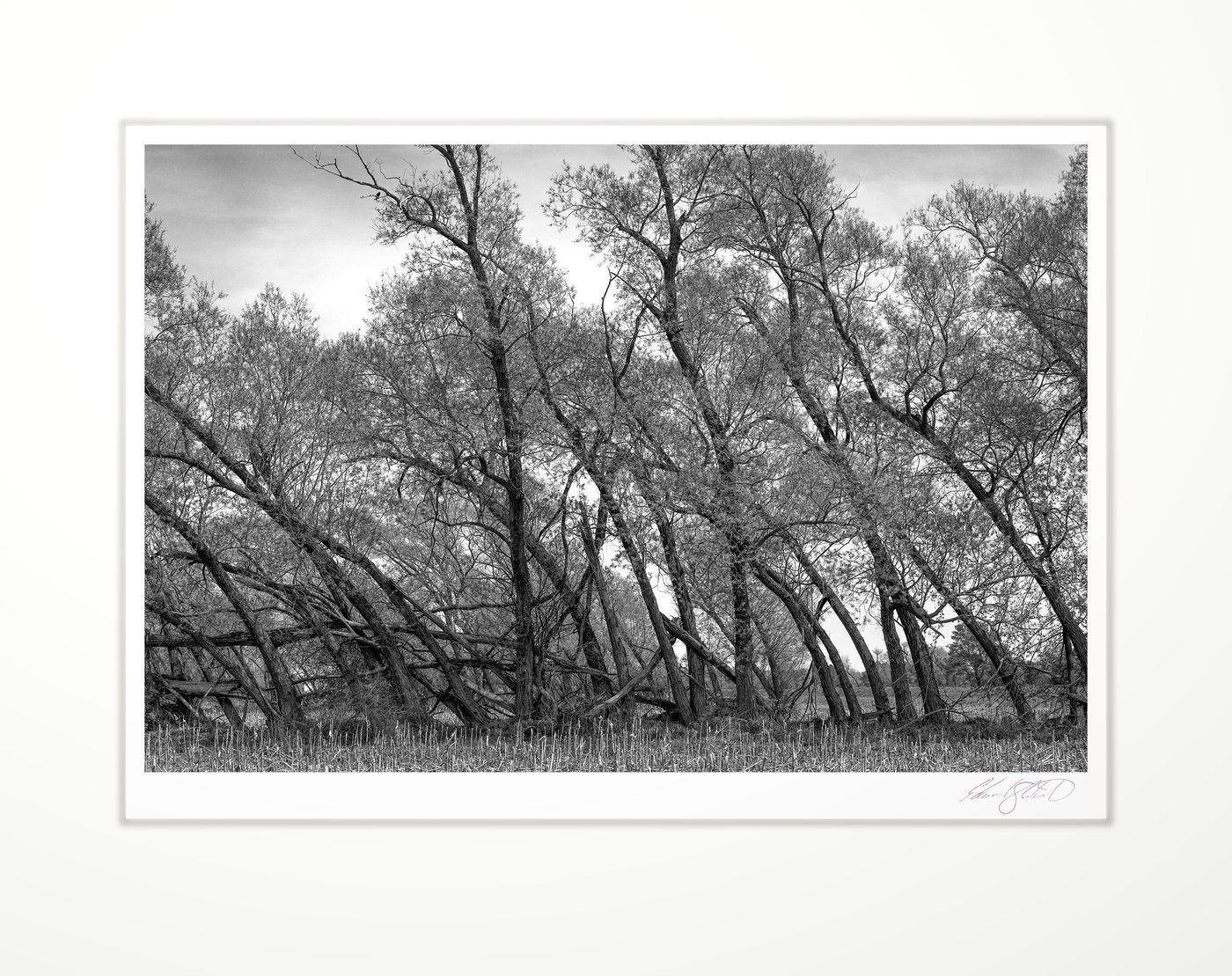 A windrow of trees leaning from past storms. US-27 St Johns, Michigan -October 2008