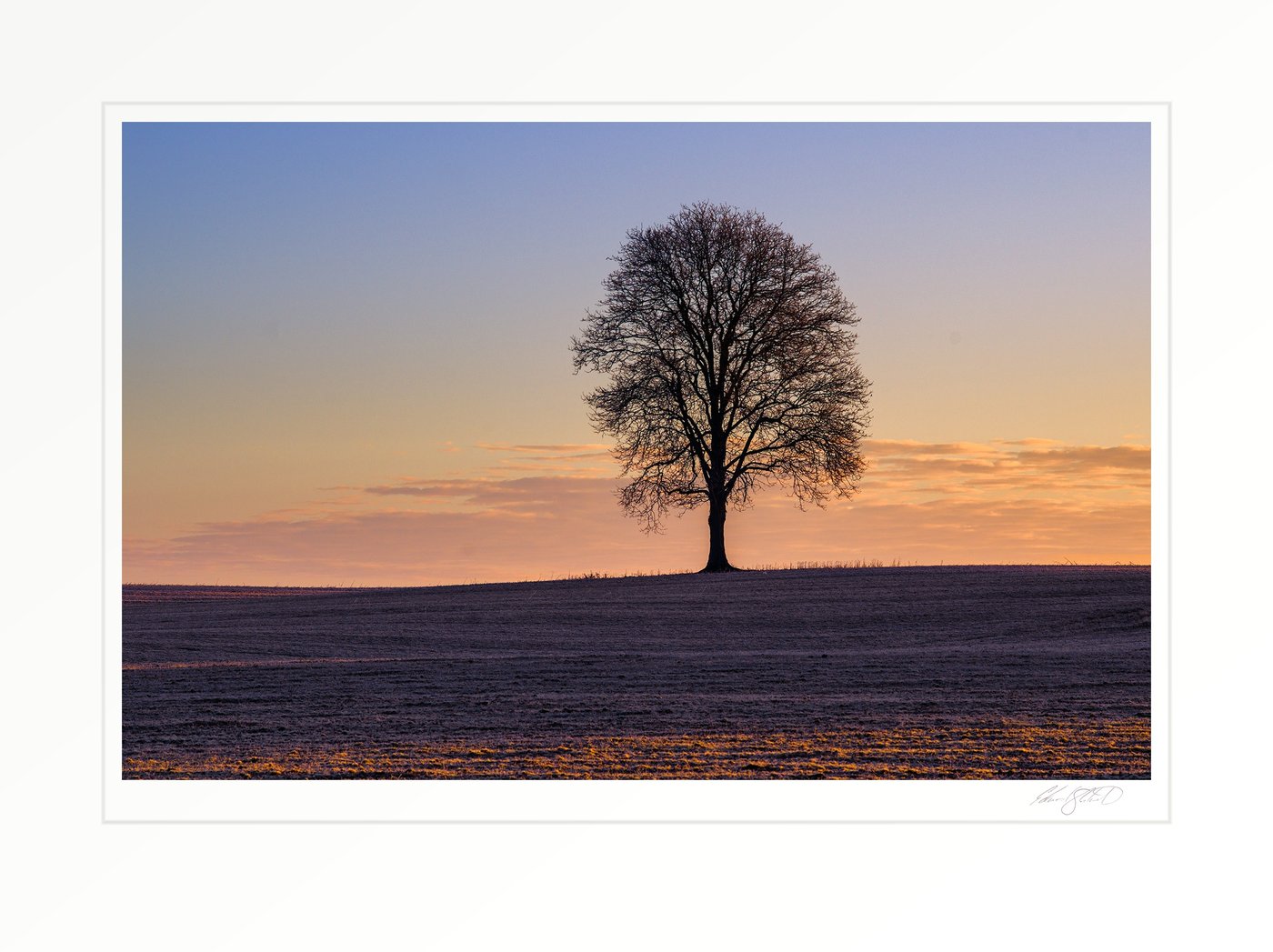 A solitary bare tree silhouetted against a colorful sunset sky on a frosty hilltop field. Eaton Rapids, Michigan -December 2020