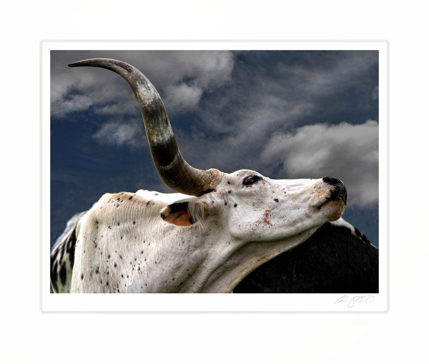 A close portrait of a longhorn steer against a clouded sky. Vassar, Michigan -July, 2019