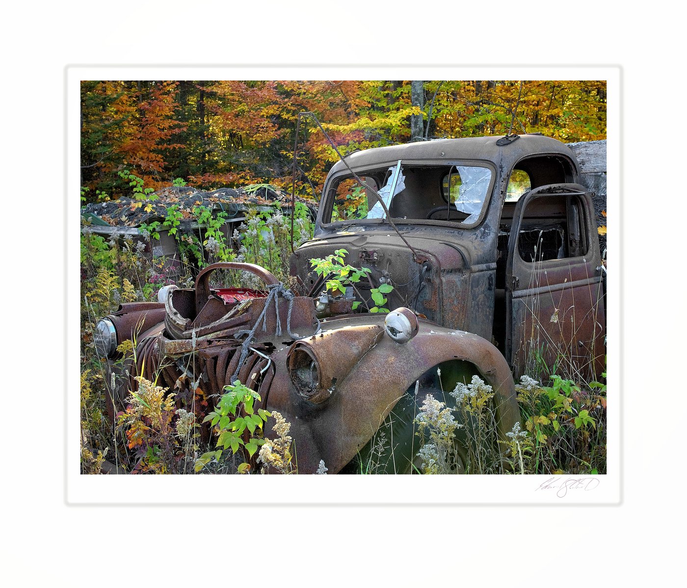 An abandoned rusty truck surrounded by autumn foliage. Brevort, Michigan -October 2008