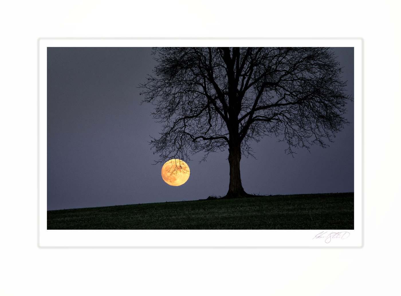 A full moon rising behind the silhouette of a bare oak tree. Eaton Rapids, Michigan -November 2022