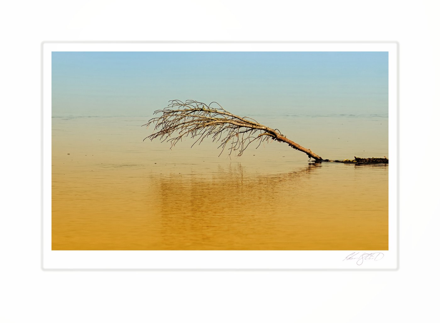 A painterly image of a fallen tree branch in Lake Michigan and the tanan colored waters of the mouth of the Rock River. Naubinway, Michigan -March 2011