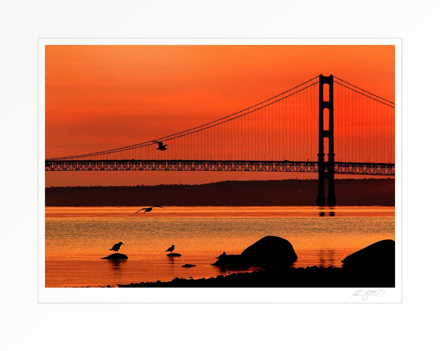 Gulls perched and in flight against a fiery orange sunrise with the Mackinac Bridge silhouetted behind them. Mackinac City, Michigan -August 2003