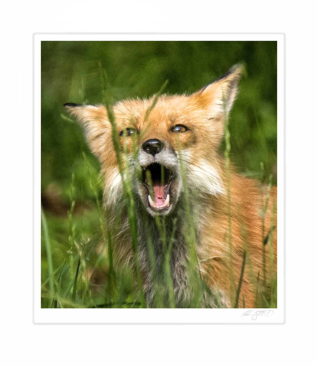 A red fox mom Defending her kits. Photographed from my kayak on the Grand River, Eaton Rapids, Michigan -June, 2015