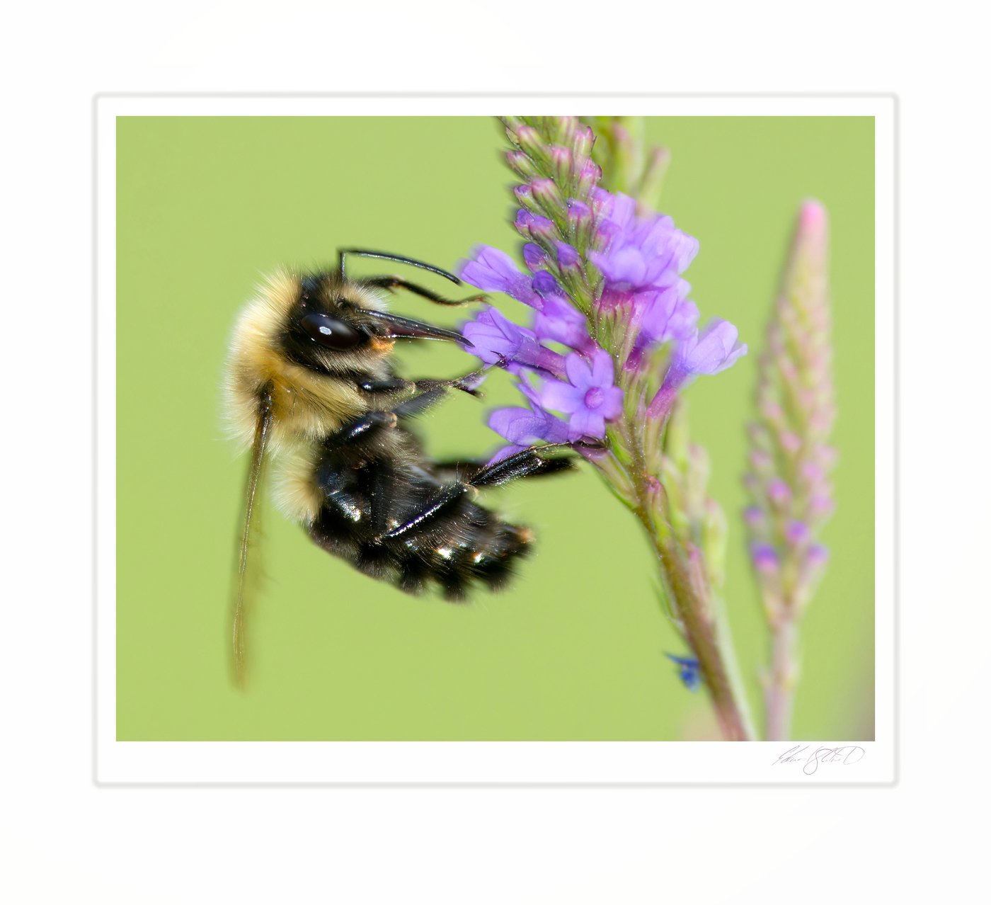 A bumblebee feeding on purple vervain blooms. Caseville, Michigan -August 2013