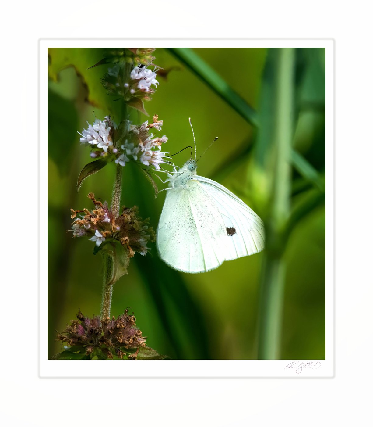 A cabbage white butterfly feeding on mint flowers. Eaton Rapids, Michigan -August 2013