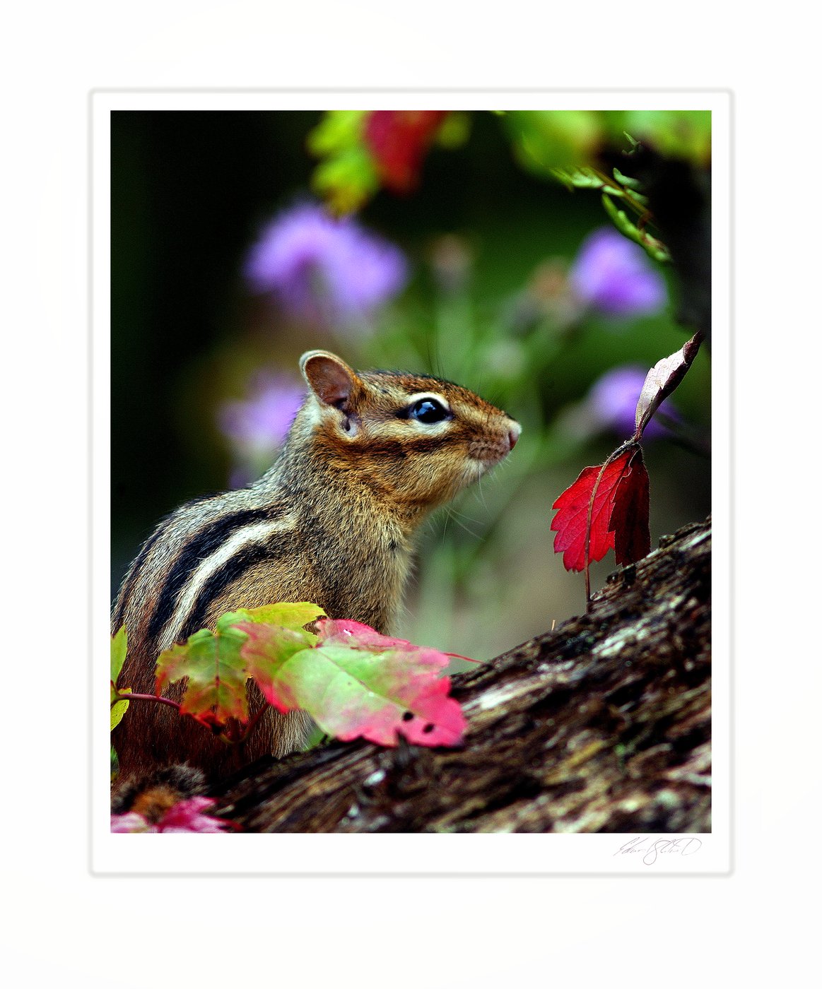 A chipmunk among red and green autumn leaves. Naubinway, Michigan - October 2004