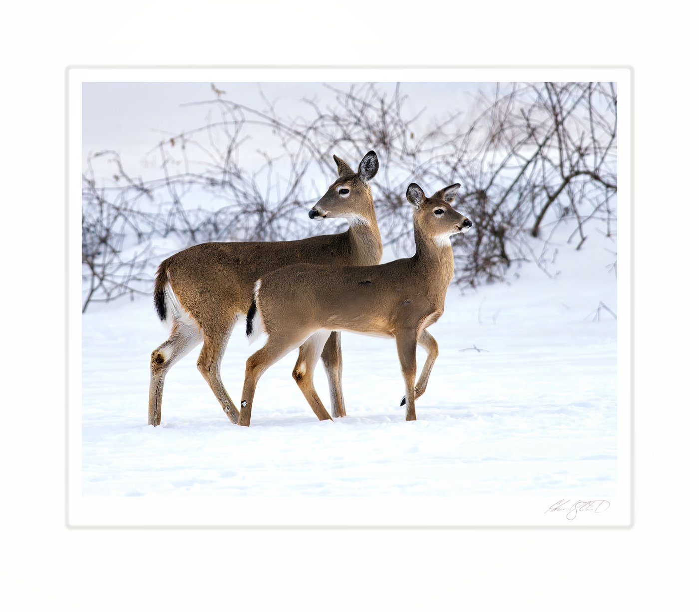Two white-tailed deer Posing together through snow. Eaton Rapids, Michigan - March 2014