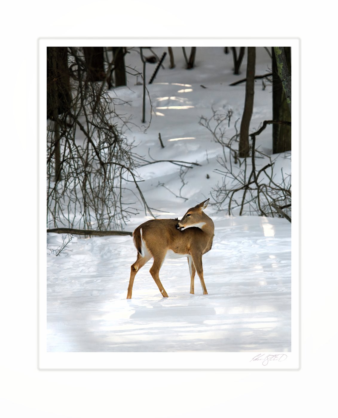 A white-tailed deer pauses to groom itself on a snow-covered woodland path along The Grand River at Eaton Rapids, Michigan -March 2014