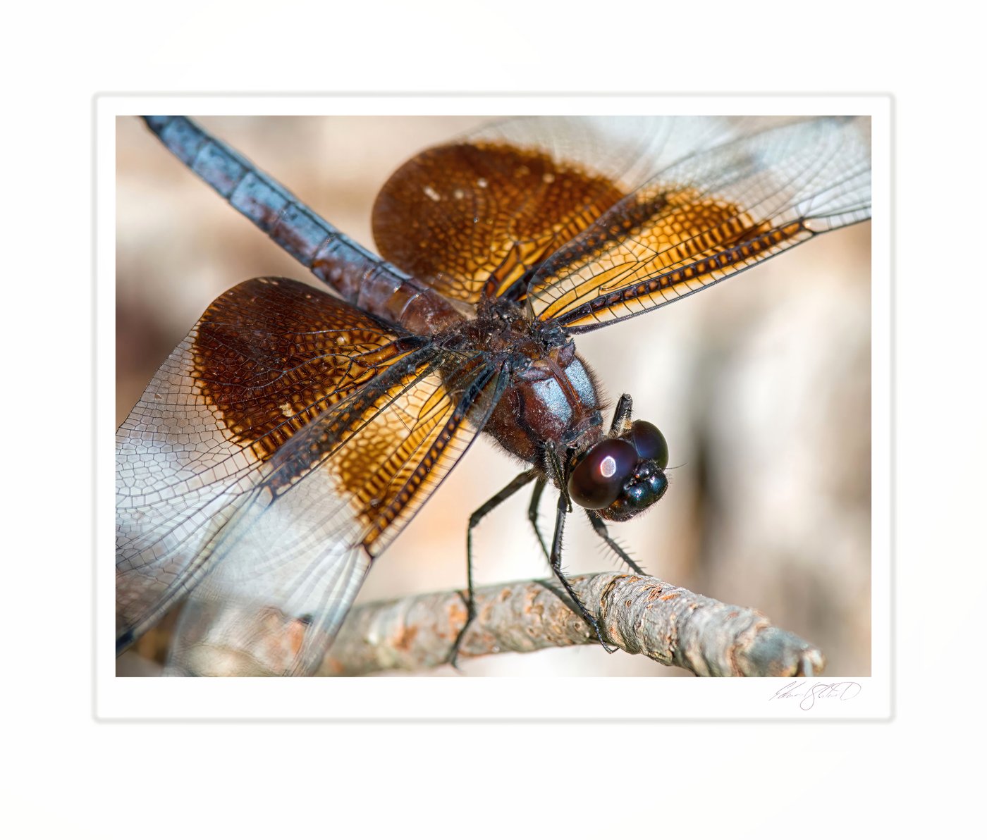 A close view of a dragonfly's patterned wings and eyes. Eaton Rapids, Michigan -August 2013