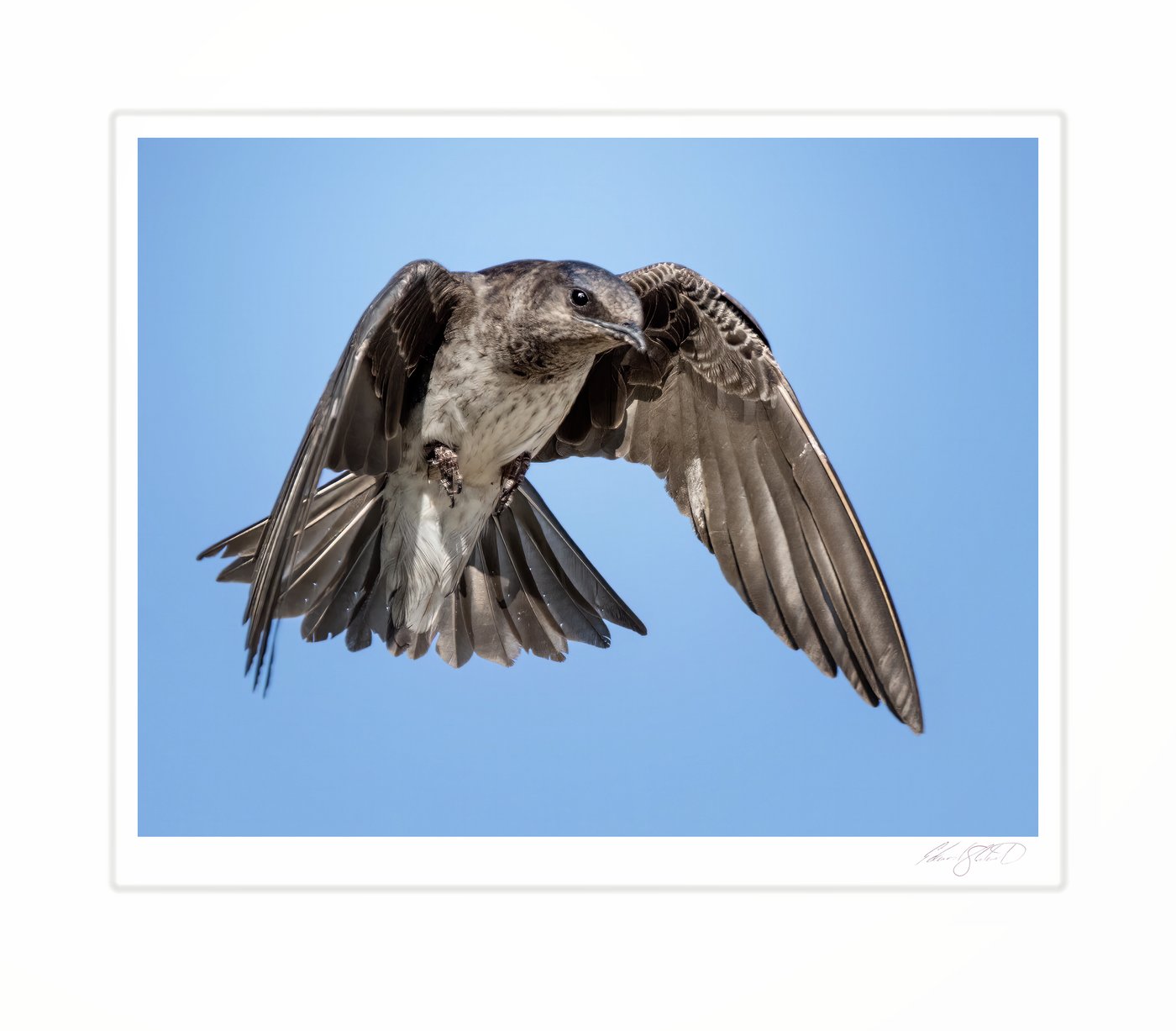 A purple martin banking in flight against a blue sky. Caseville Township, Michigan -July 2015