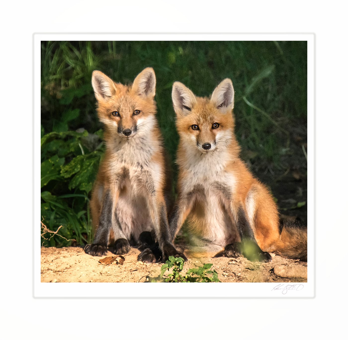 Two red fox kits sitting side by side. Photographed from my kayak on the Grand River, Eaton Rapids, Michigan -June, 2015