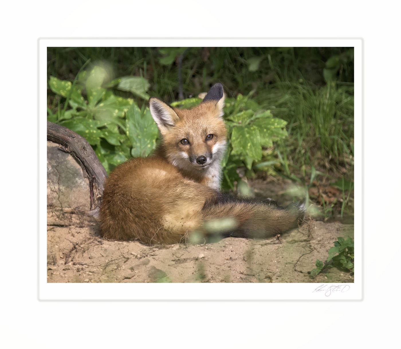 A red fox kit pauses beside a fallen log, caught in a quiet moment of stillness before returning to play. Photographed from my kayak on the Grand River, Eaton Rapids, Michigan -June, 2015