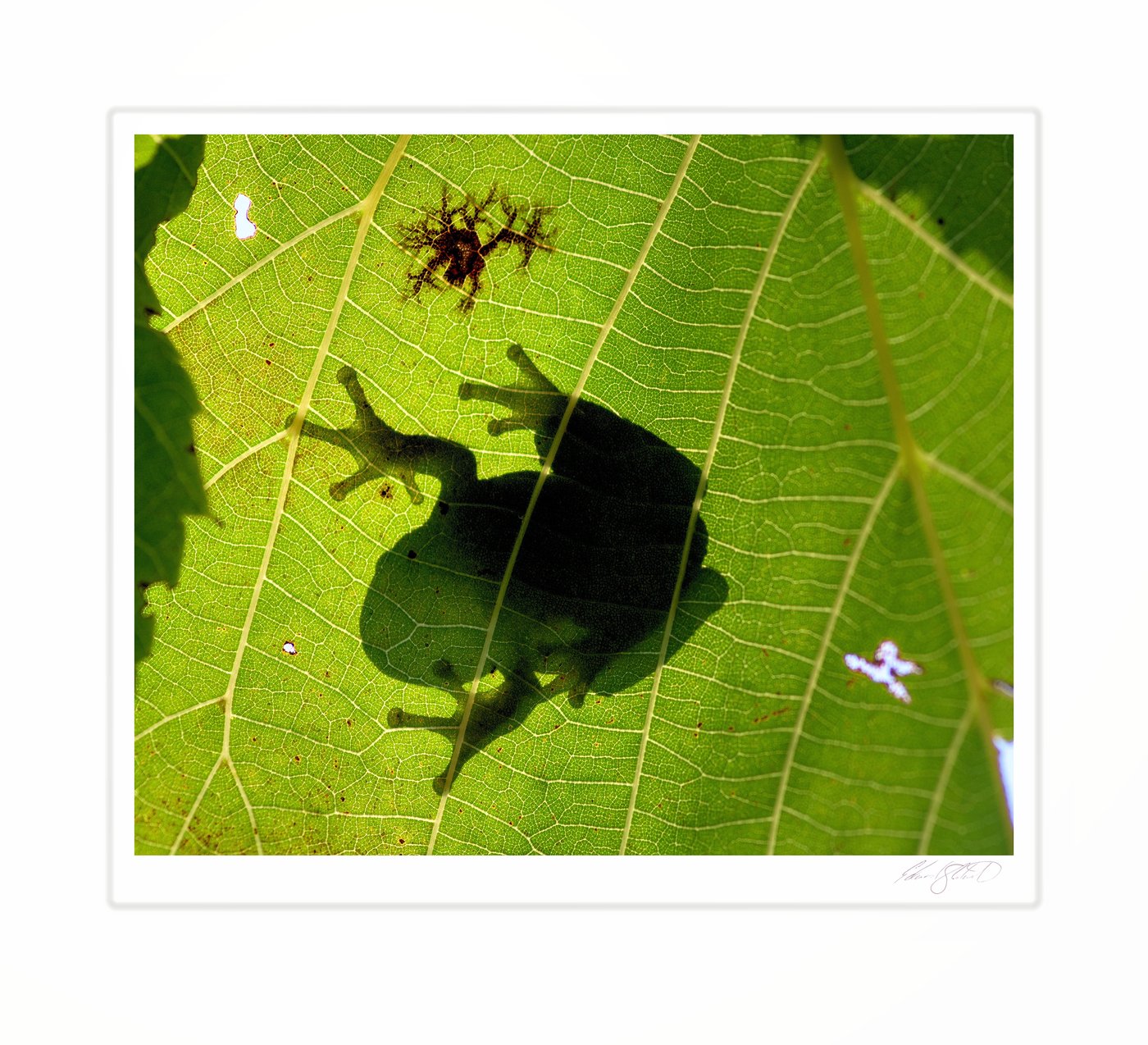 A silhouette of a tree frog seen through a backlit leaf. Eaton Rapids, Michigan -2016