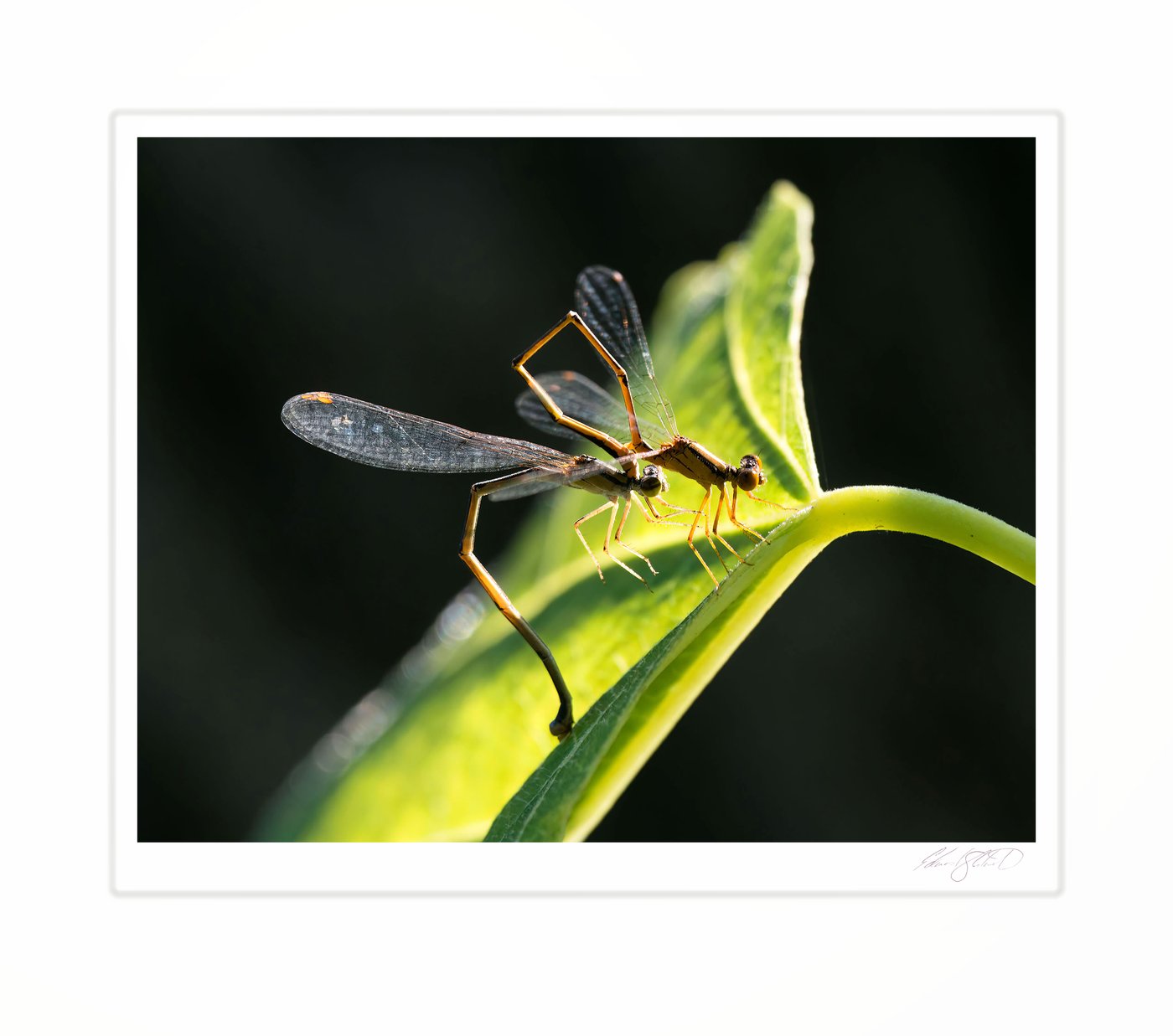 A pair of damselflies mating on a sunlit leaf. Eaton Rapids, Michigan -August, 2013