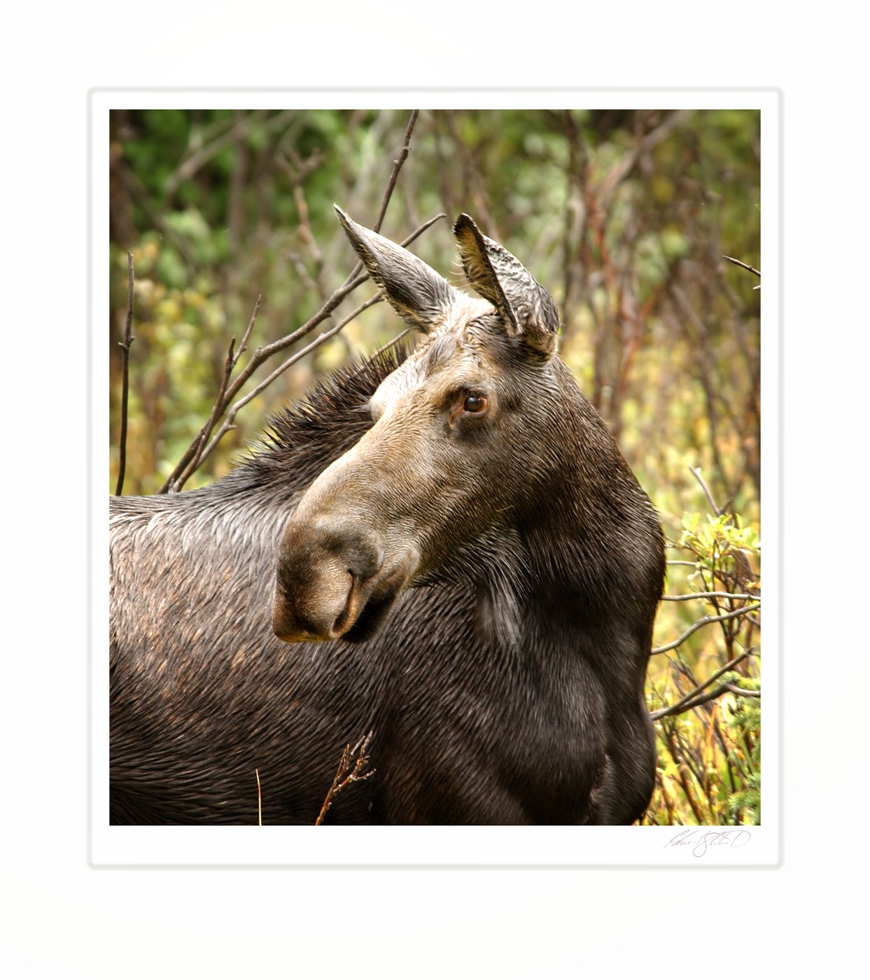 A close portrait of a young moose in the brush. Rawah Ranch, Colorado -December 2001