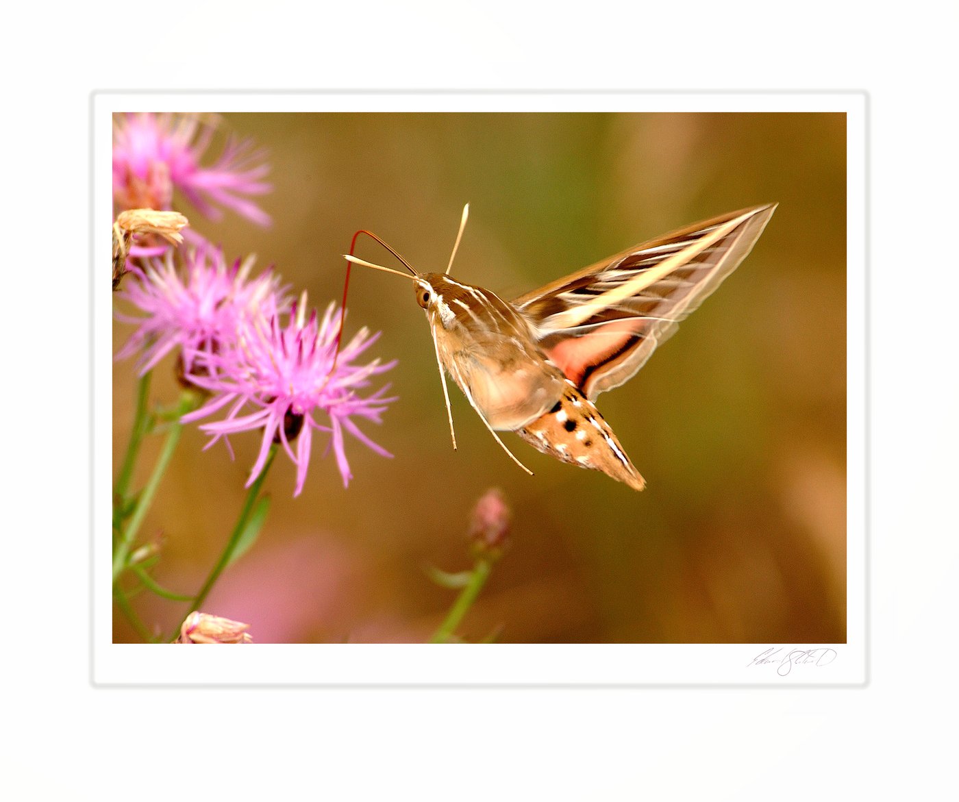 A white-lined sphinx moth feeding on a thistle bloom in flight. Lake Superior shore near Paradise, Michigan -August 2013