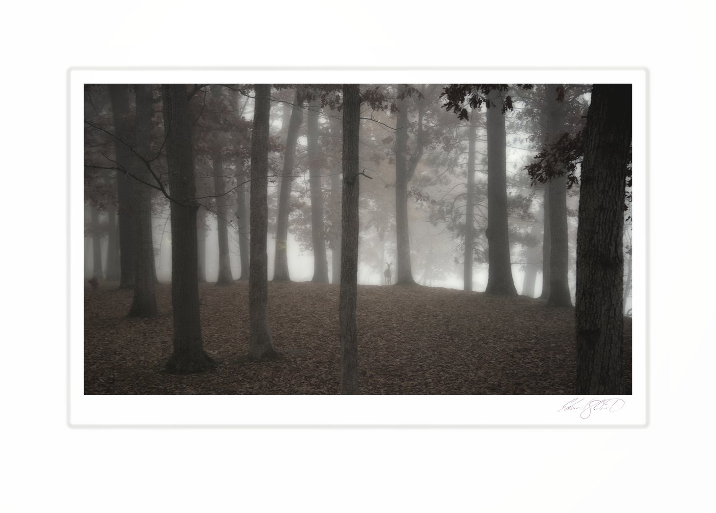 A lone deer in the distance standing among tall trees in a dense forest fog. Eaton Rapids Campground, Michigan -October, 2014
