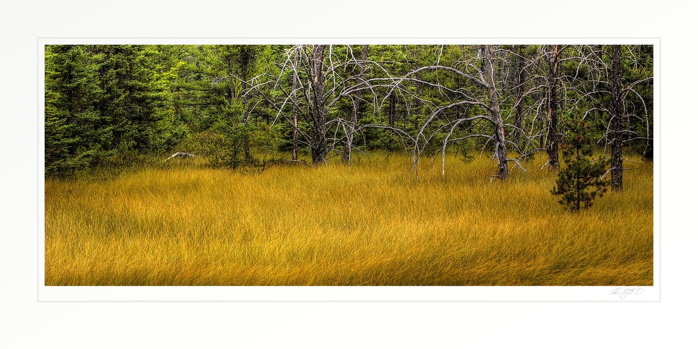 A golden marsh of tall grass bordered by pines. Hiawatha Sportmans Club, Engadine, Michigan -December, 2007