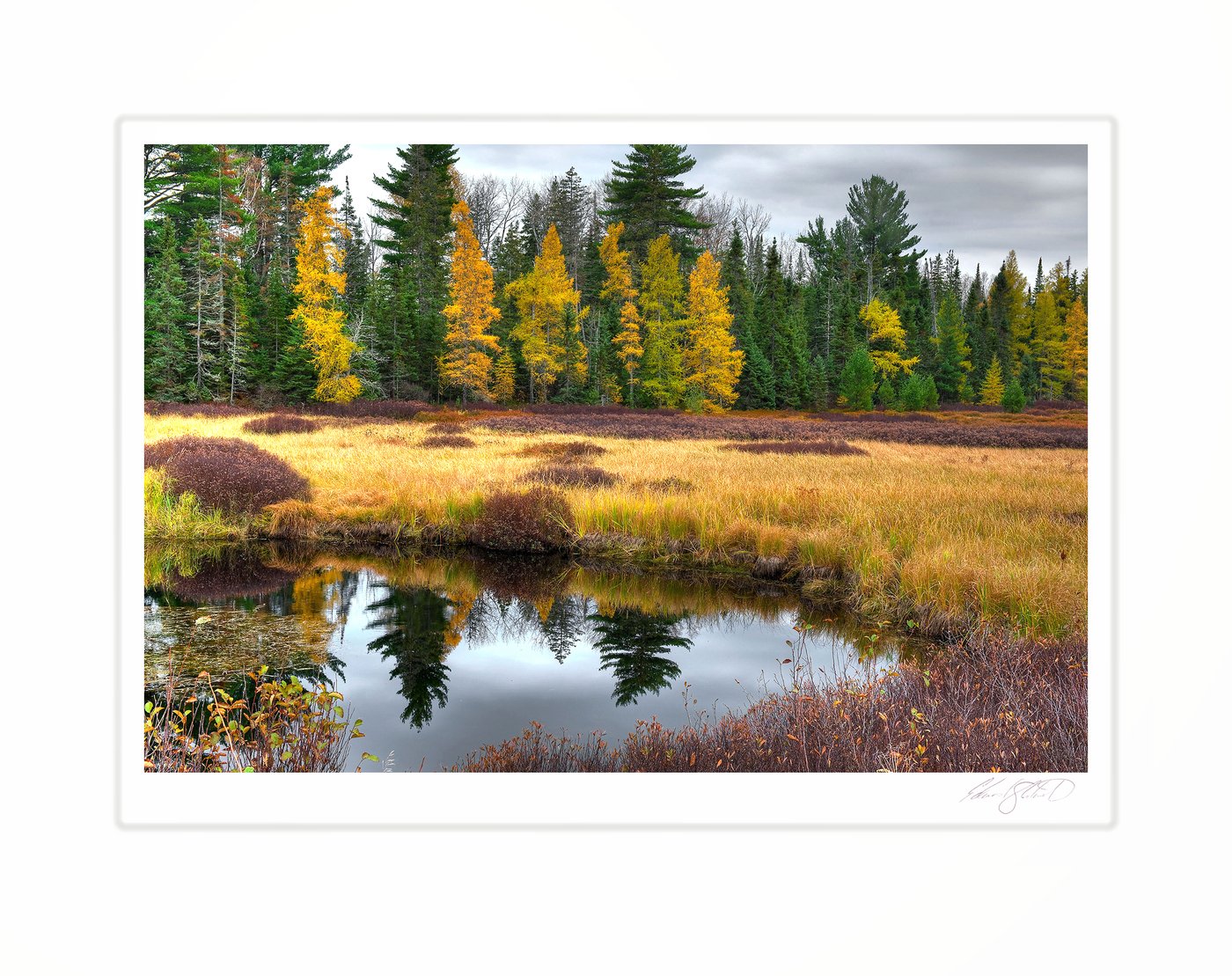 Golden tamaracks and marsh grass reflected in still water. McMillan, Michigan -October 2008