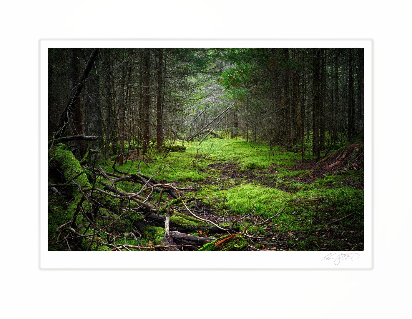 A mossy green forest logging trail winding through pines. Naubinway, Michigan -October 2017