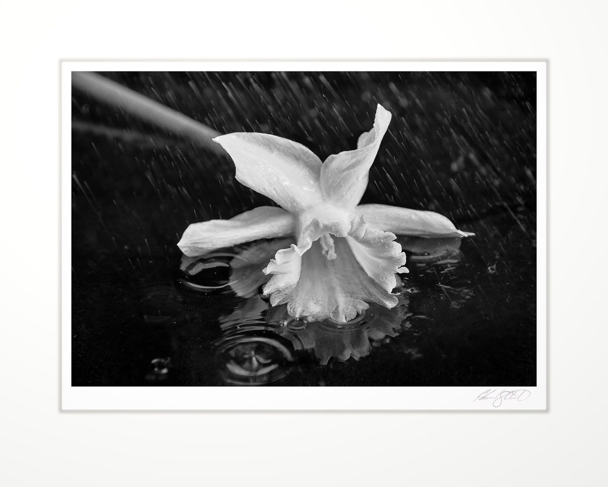 Daffodil in the Rain — matted, signed black and white print