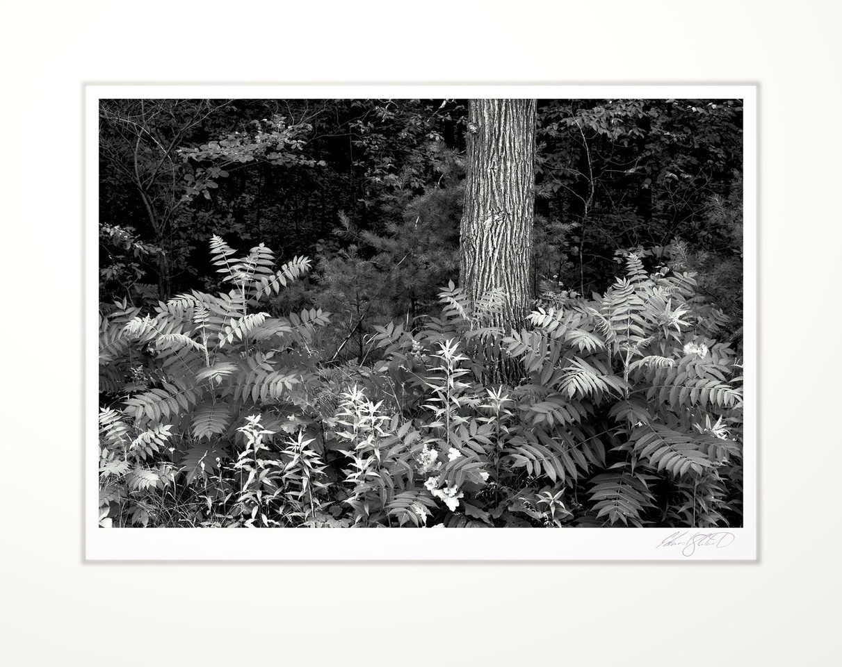 Roadside Ferns — matted, signed black and white print