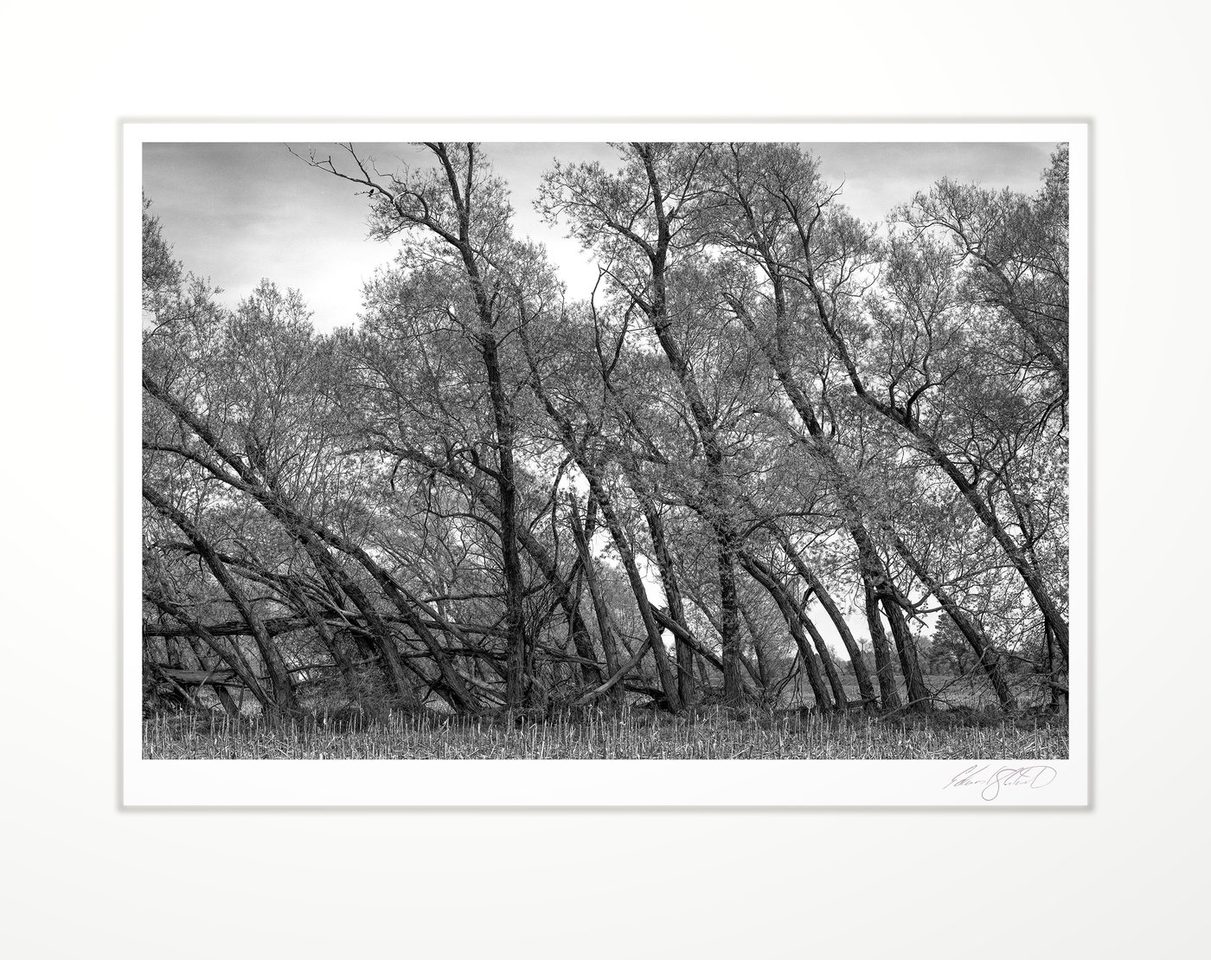 The Windrow — matted, signed black and white print