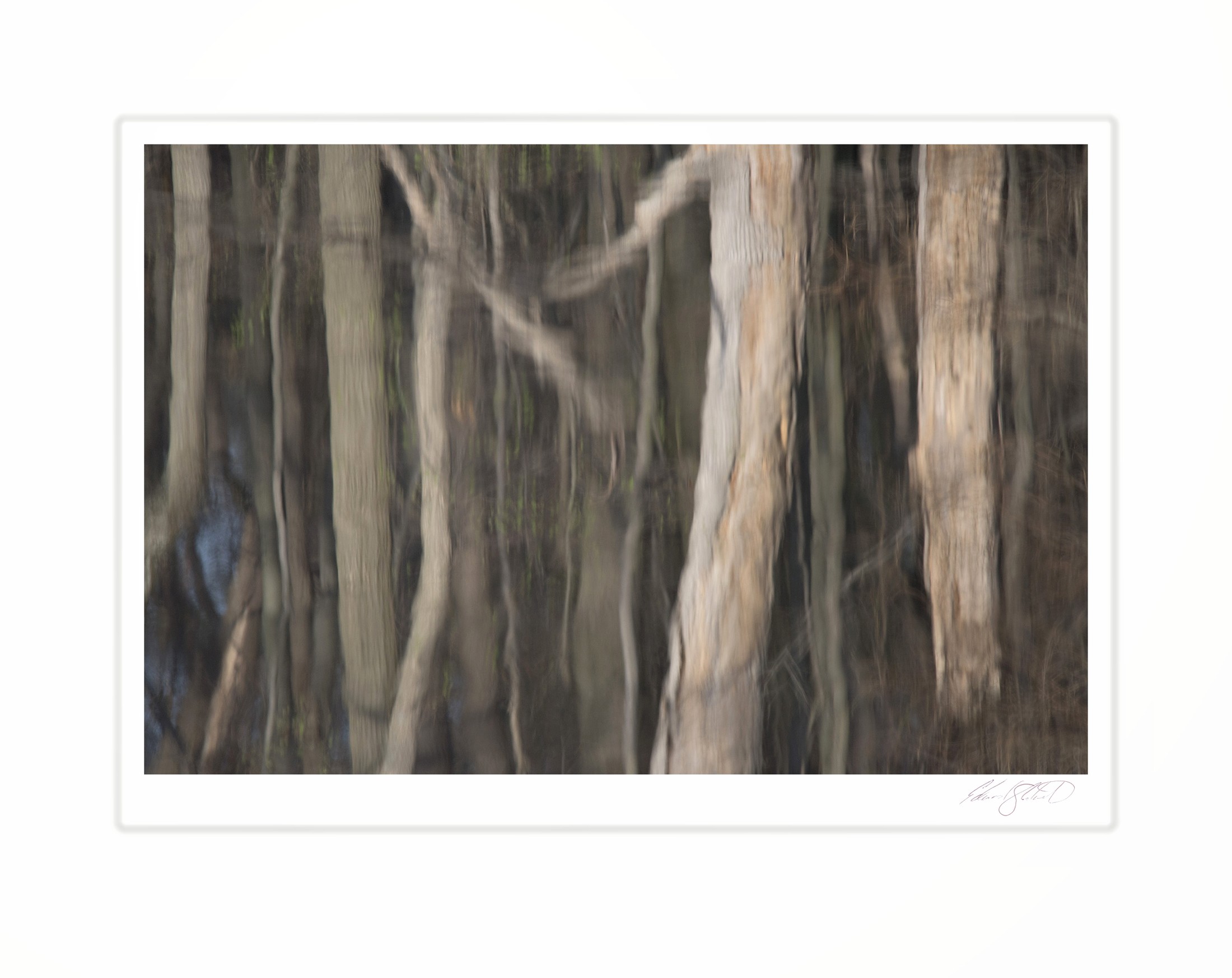 The blurred reflection of bare tree trunks in still water, rendered in soft grays and browns. The Red Cedar River, Williamston, Michigan -October 2010