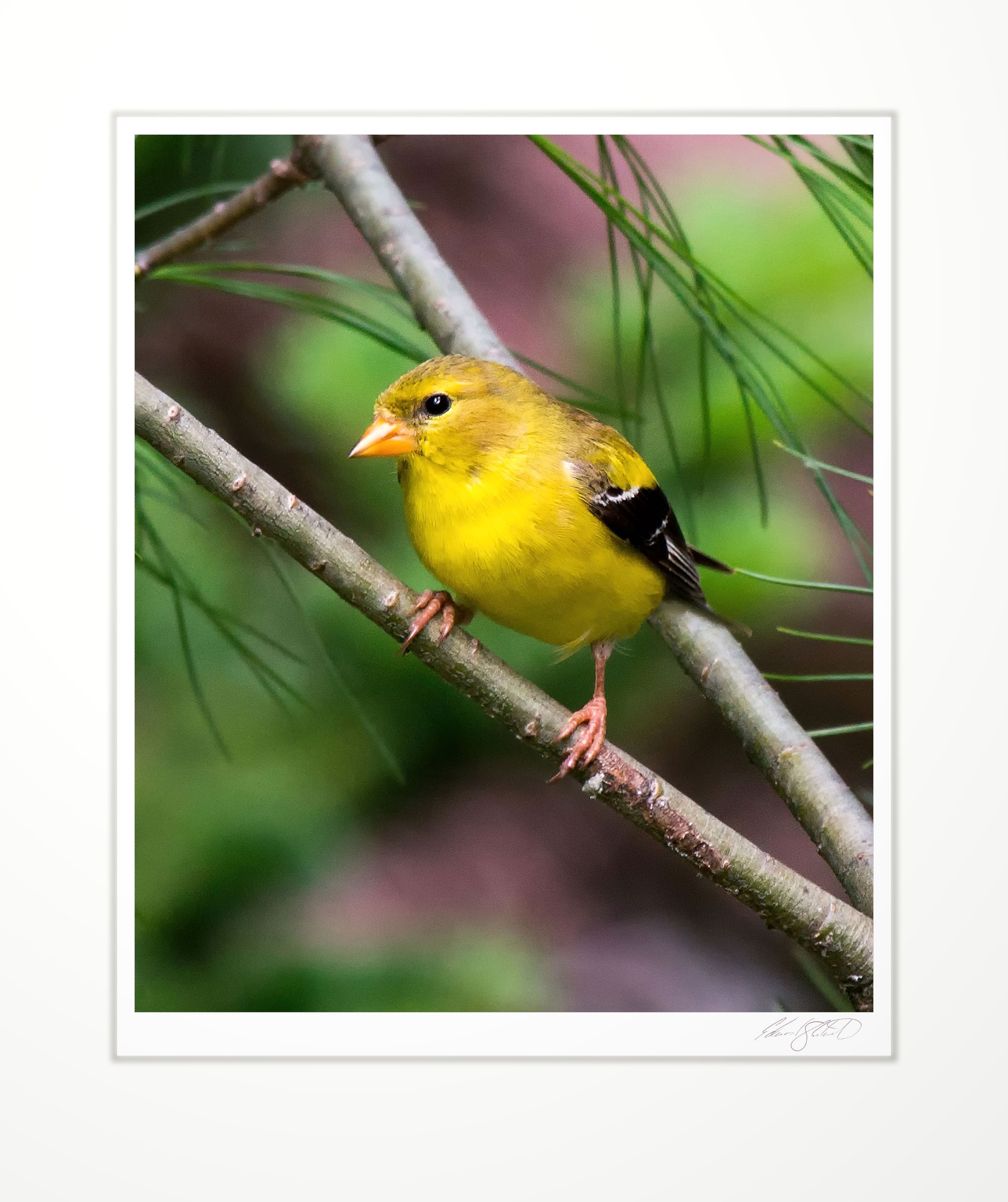 An American Goldfinch perched on a pine branch, Eaton Rapids, Michigan -June, 2013