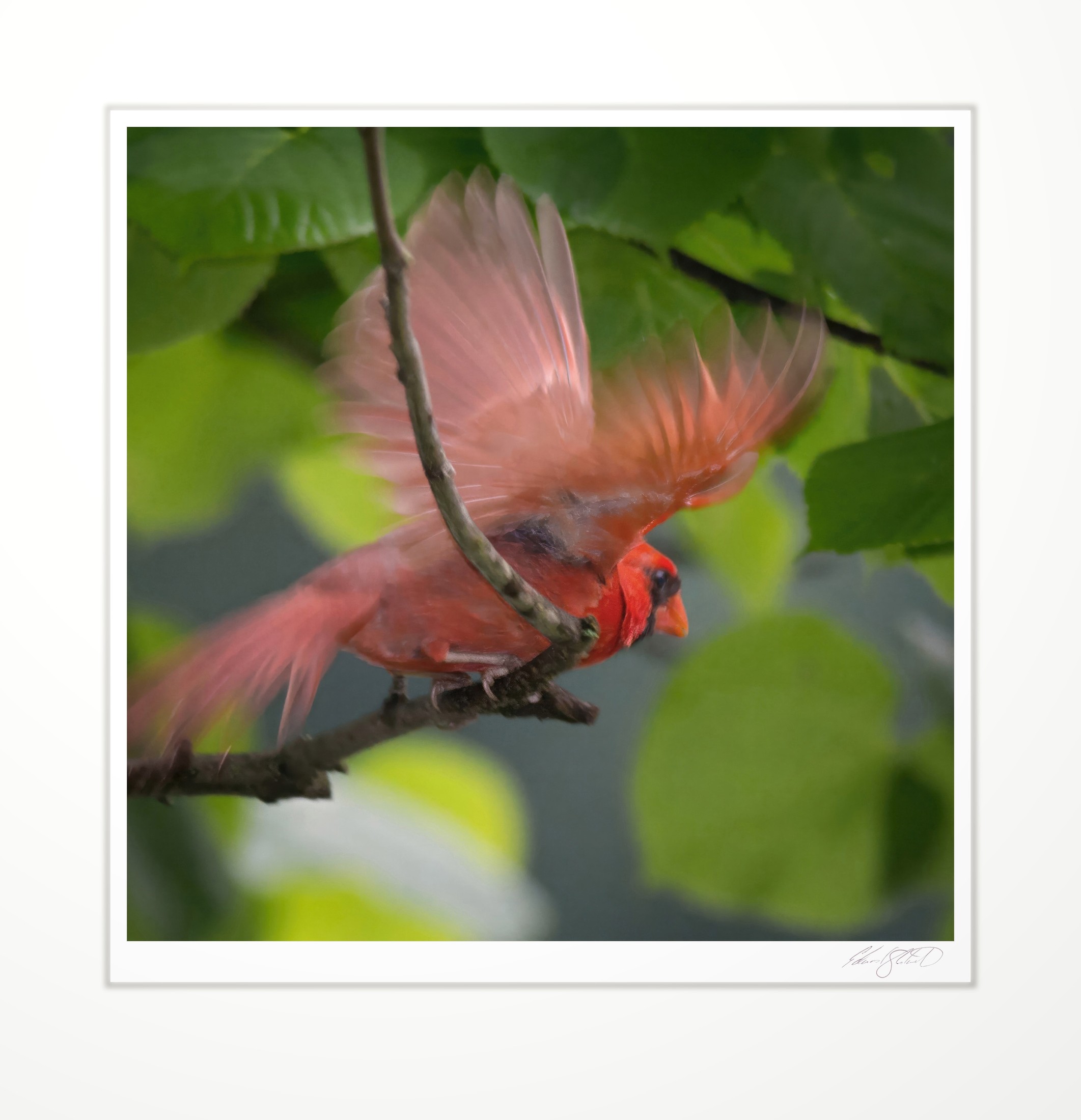 A male cardinal taking flight through green leaves. Eaton Rapids, Michigan -2013