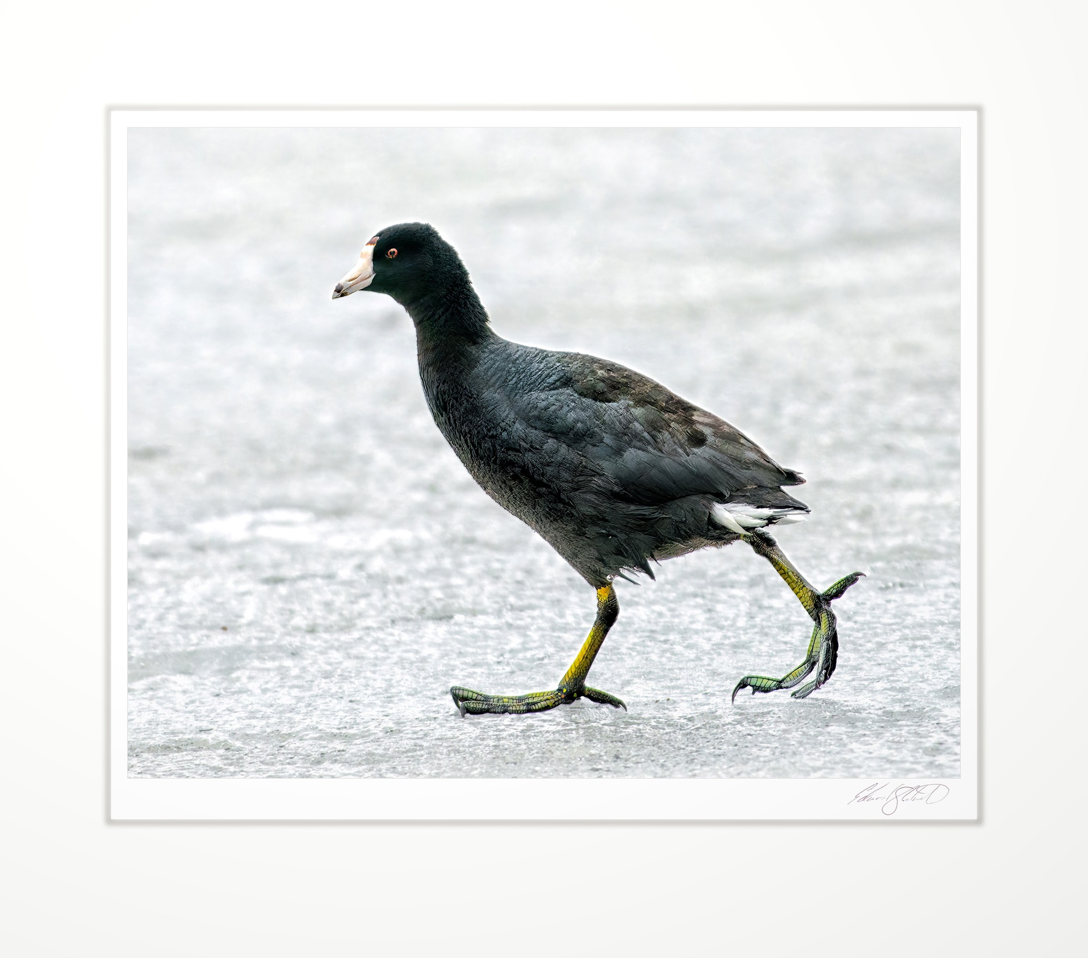 An American Coot walking the ice in the Grand River - March, 2014