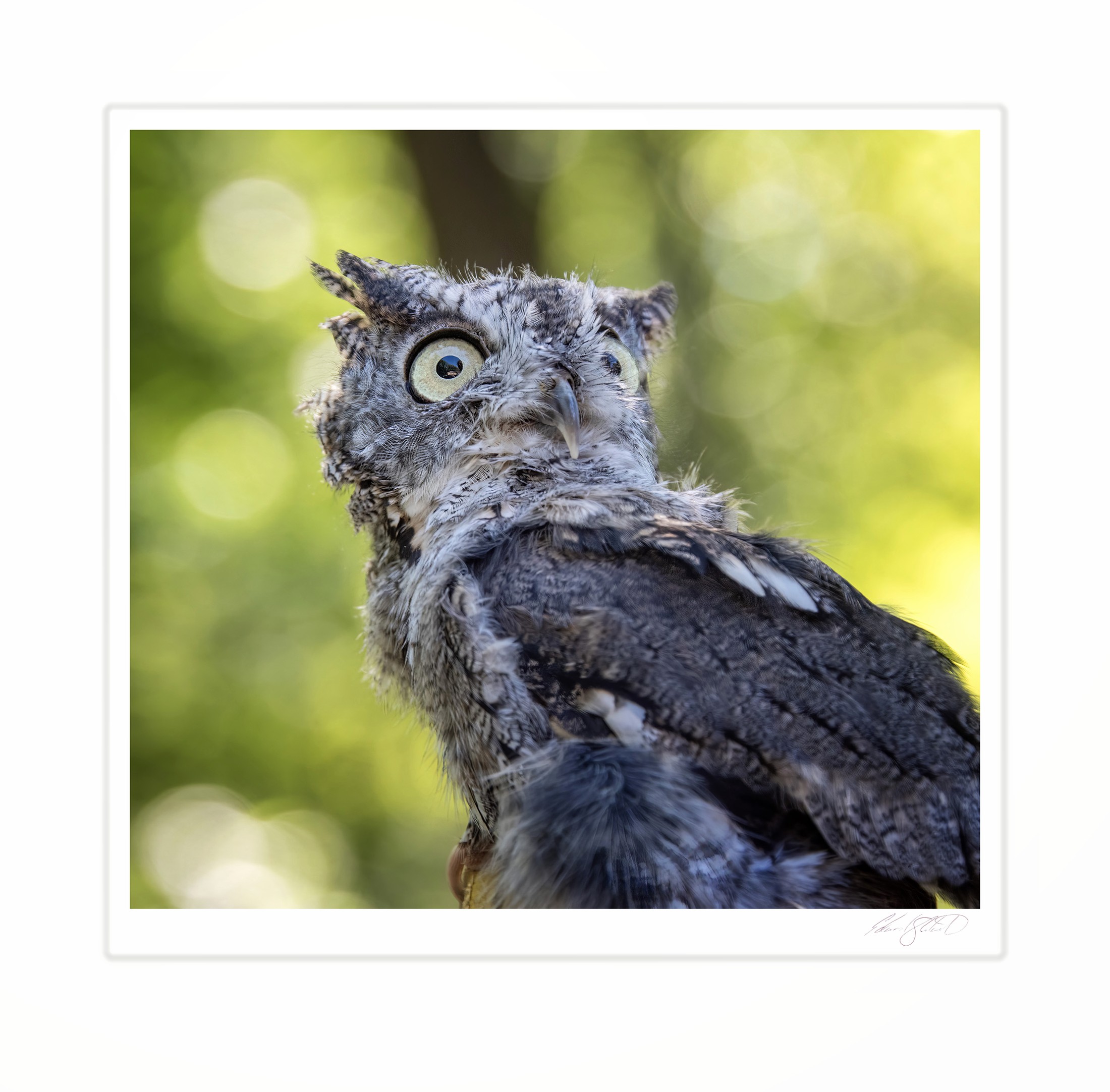 A gray morph Eastern screech owl with wide eyes looking upward. Huron County Nature Center. -June, 2016
