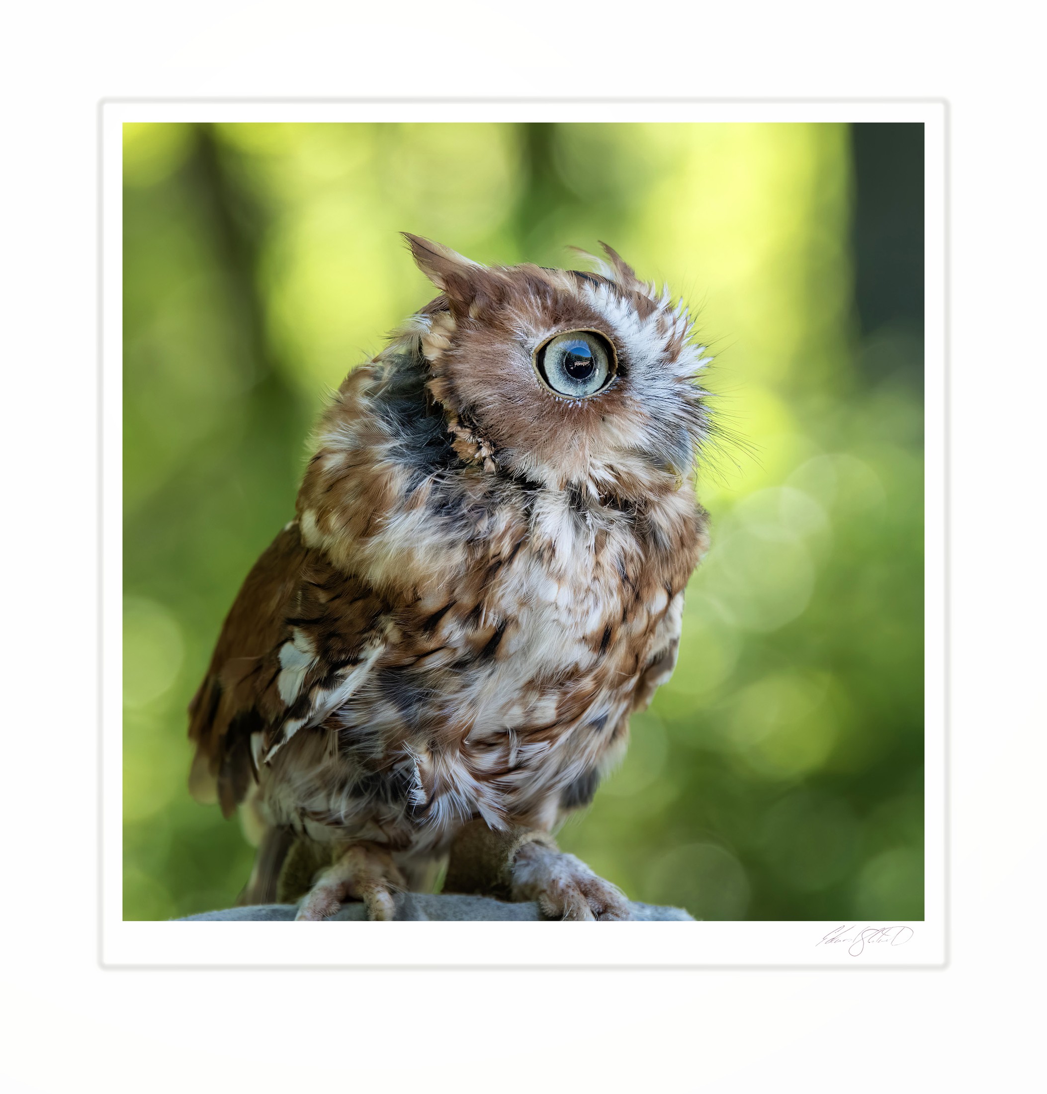 A red morph Eastern screech owl in close portrait. Huron County Nature Center. -June, 2016