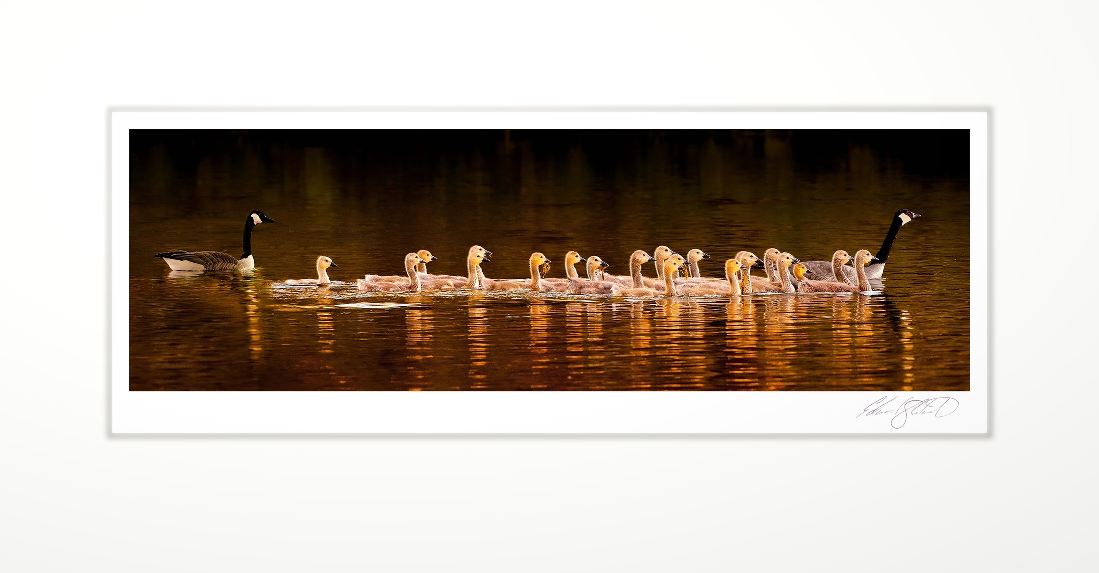 23 Goslings and parents in the morning light of the Grand River, Eaton Rapids, Michigan -May, 2010