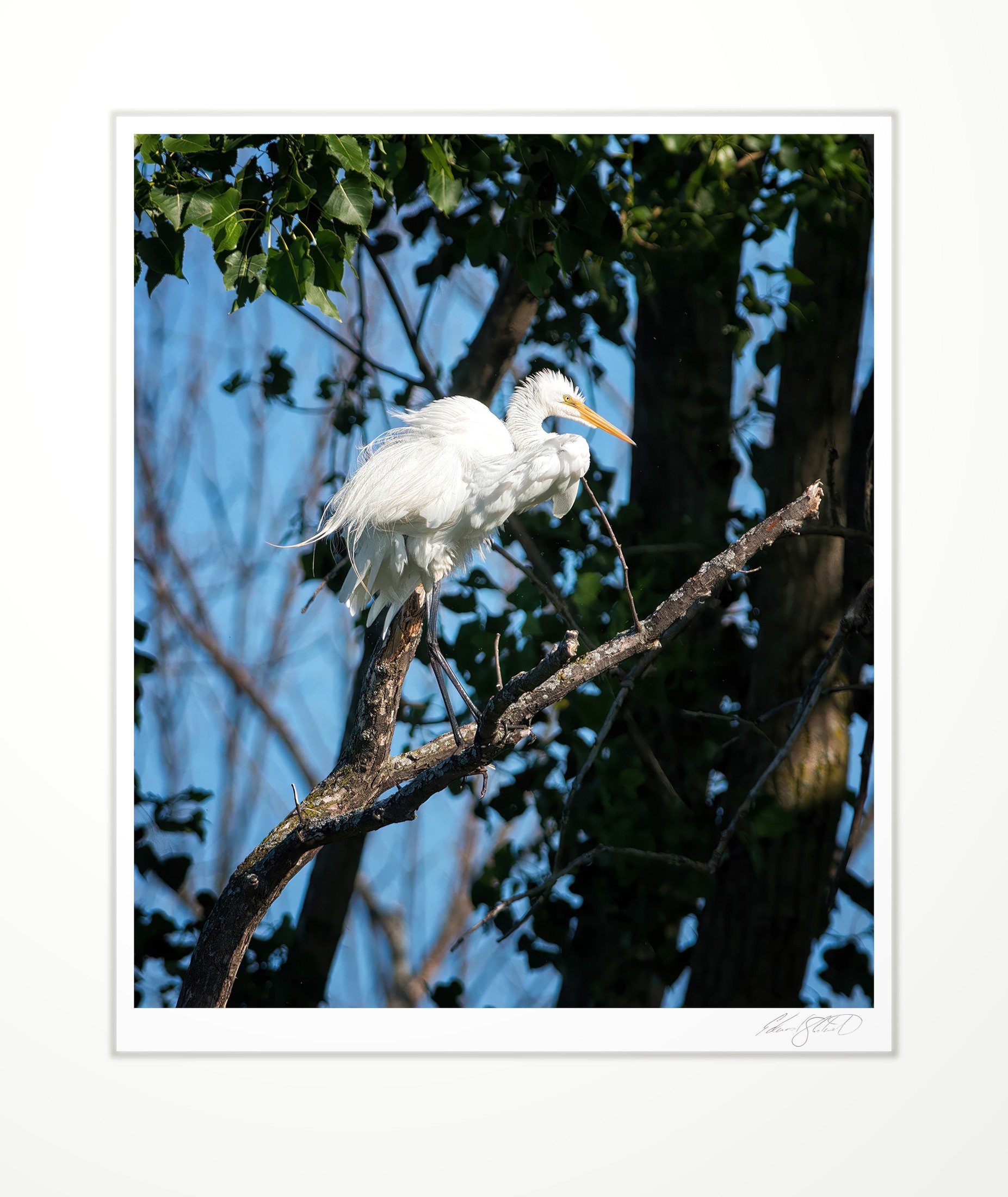 A great egret perched, feathers ruffled in the breeze. Pigeon, Michigan -June, 2014