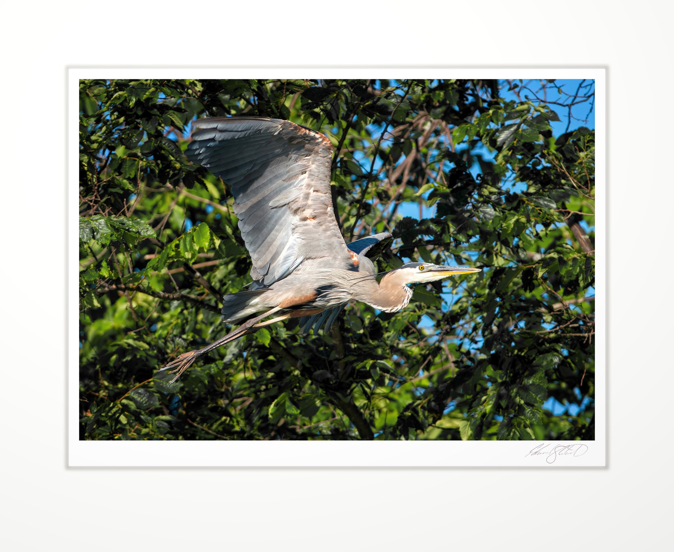 A great blue heron flying through green branches. The Grand River, Eaton Rapids, Michigan -2014
