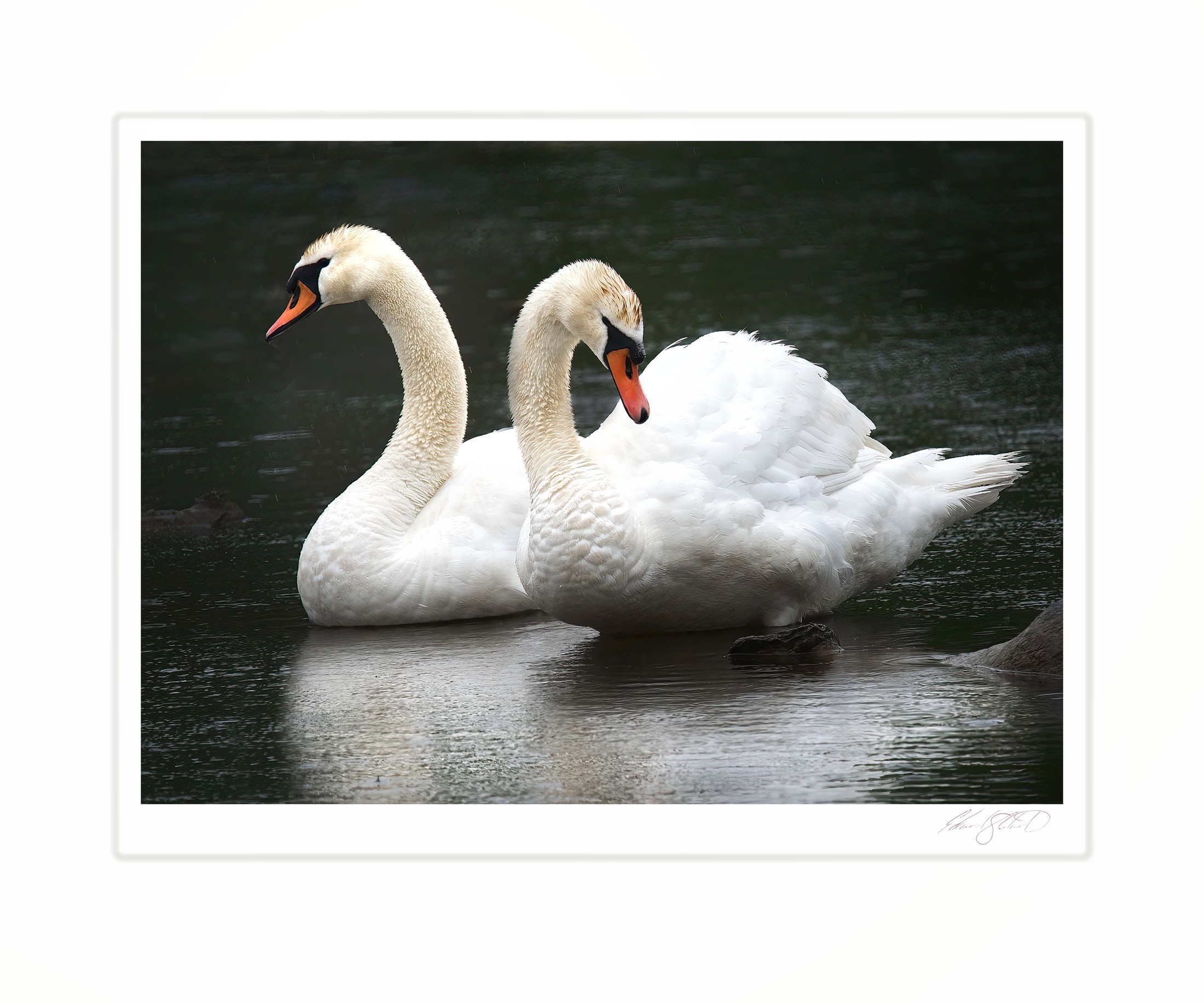 Two swans in the Grand River at Eaton Rapids, Michigan -2015