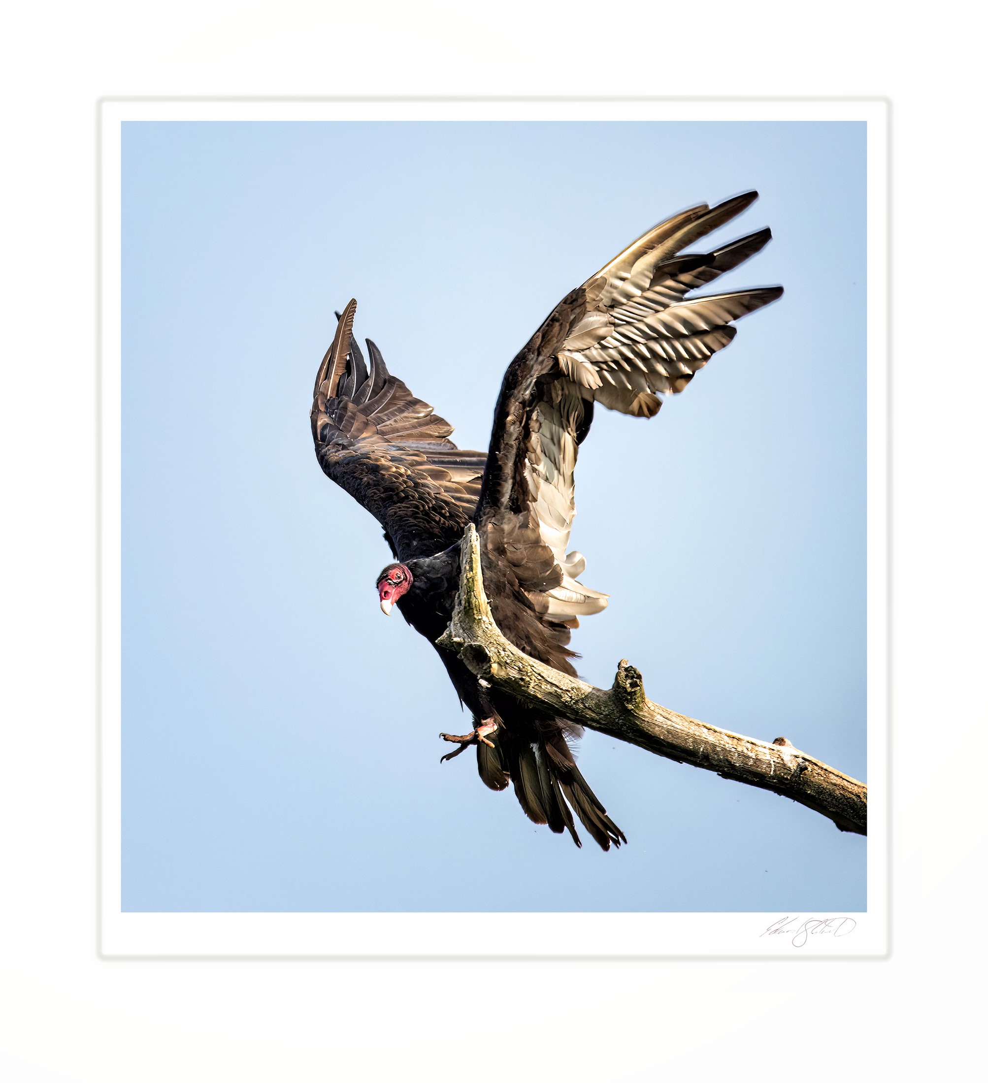 A turkey vulture landing on a branch with wings spread. Eaton Rapids, Michigan -July, 2015
