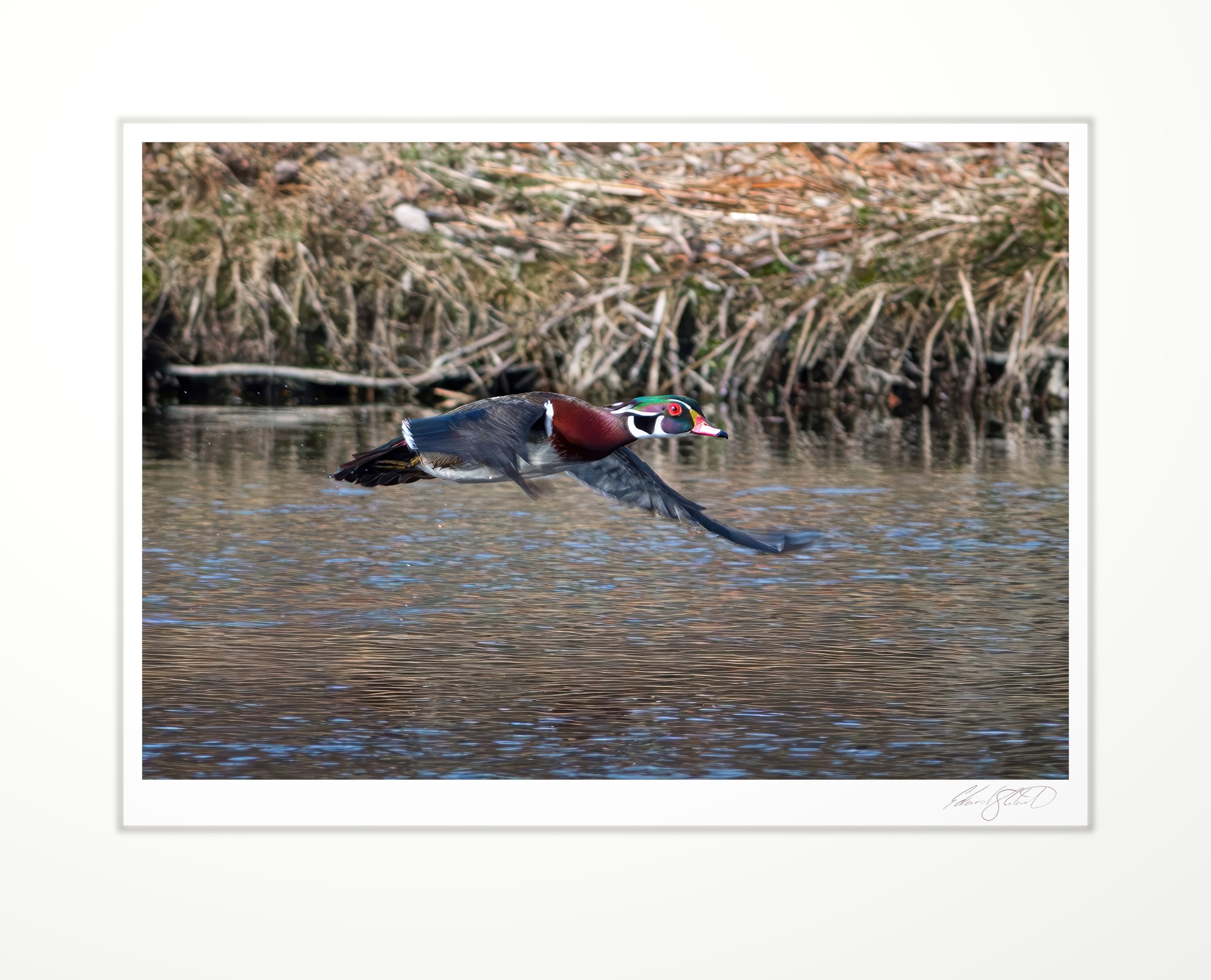 A colorfule male Wood Duck flying low over the water. Eaton Rapids, Michigan -April, 2014