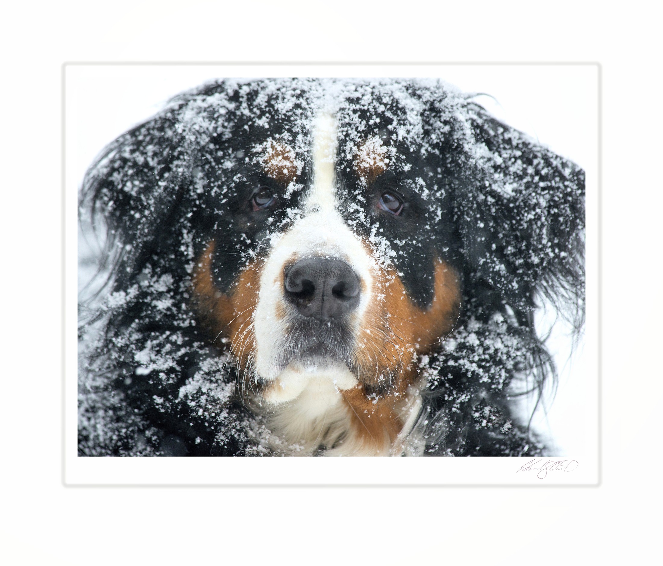 A snow-covered Bernese Mountain Dog caught in a snowstorm. Eaton Ra[ods, Michigan -January 2014