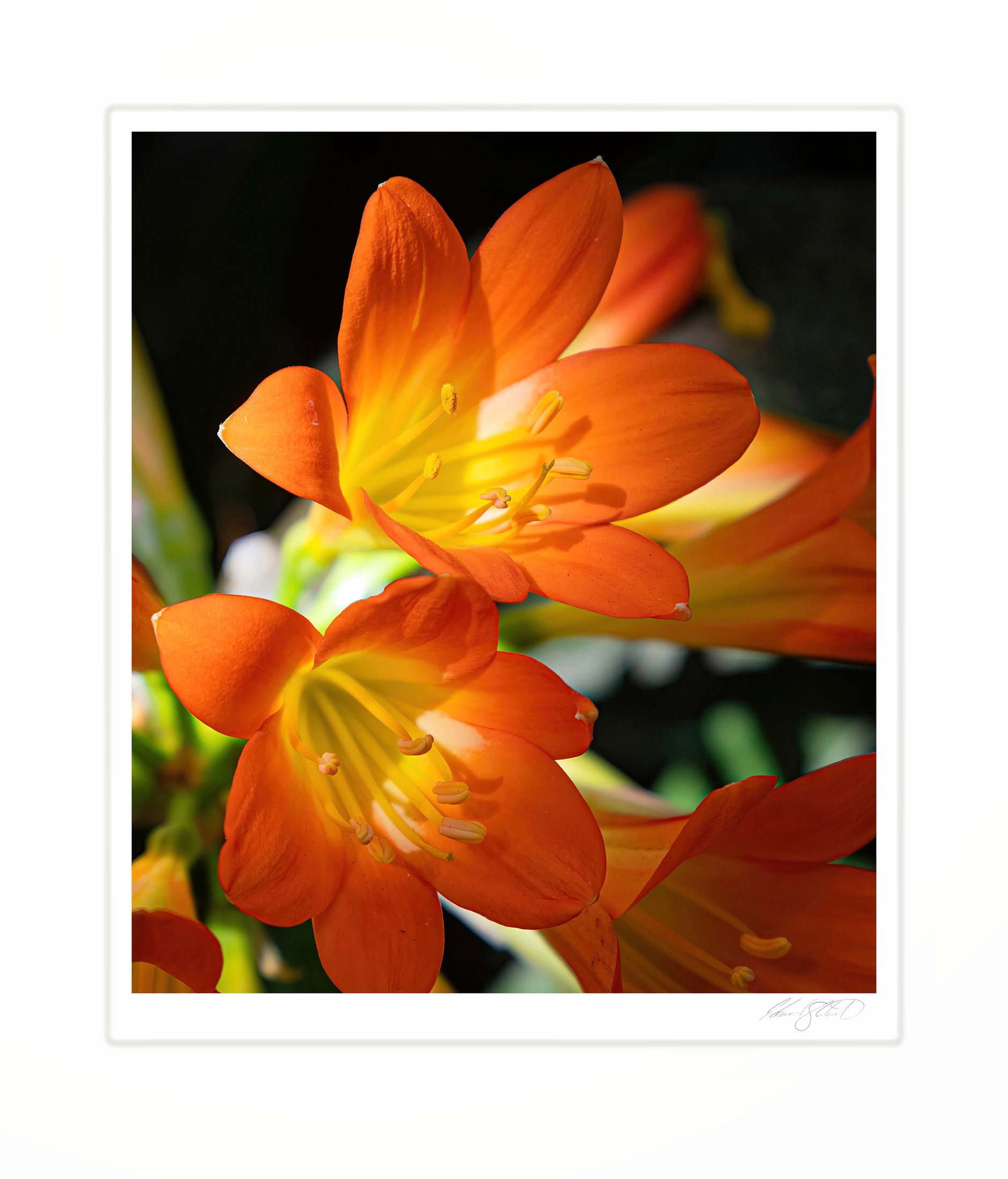 Backlit orange clivia blooms glowing against a dark background. West Hollywood, California -2022