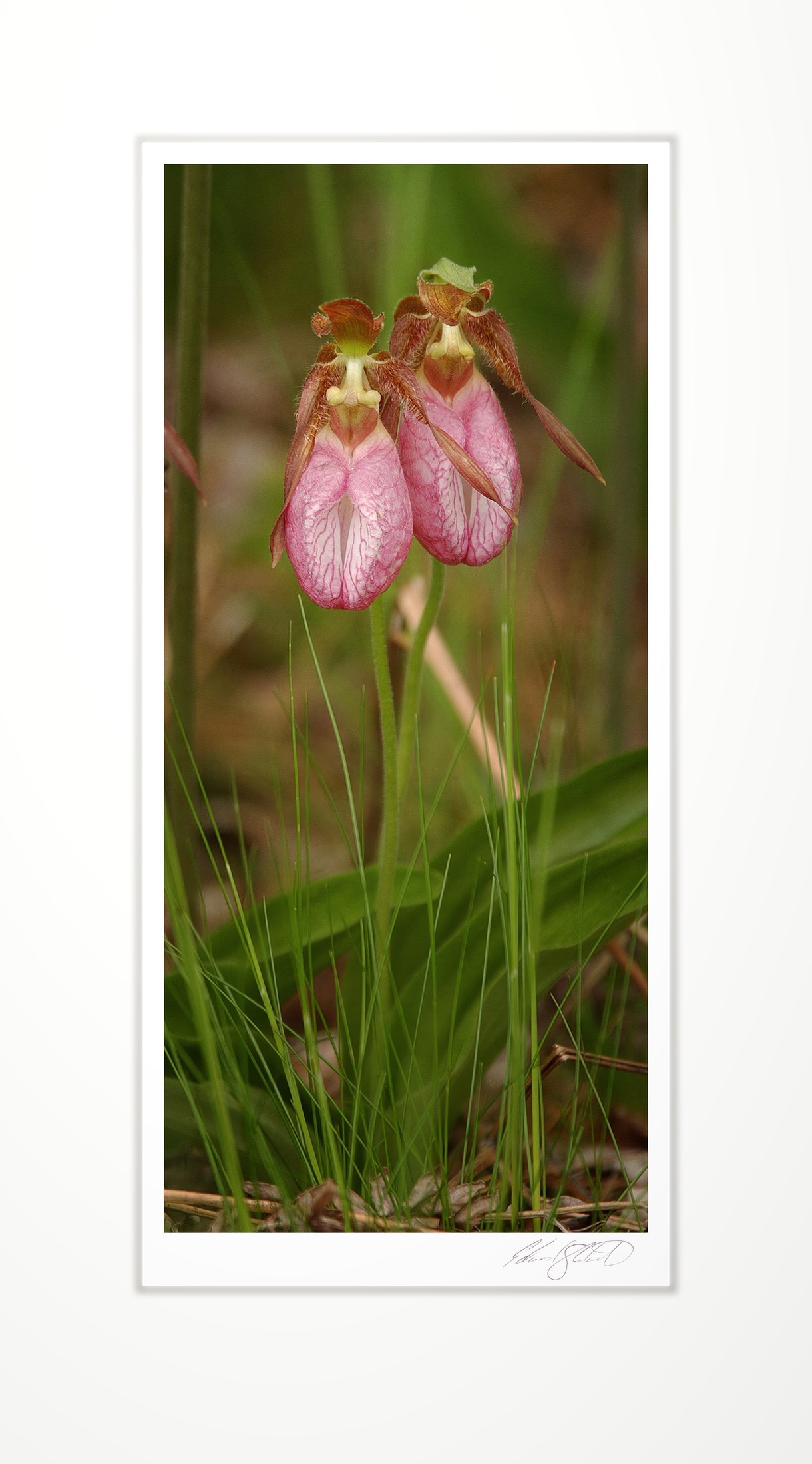 A pair of pink lady's slipper orchids. Engadine, Michigan -Mid June, 2002