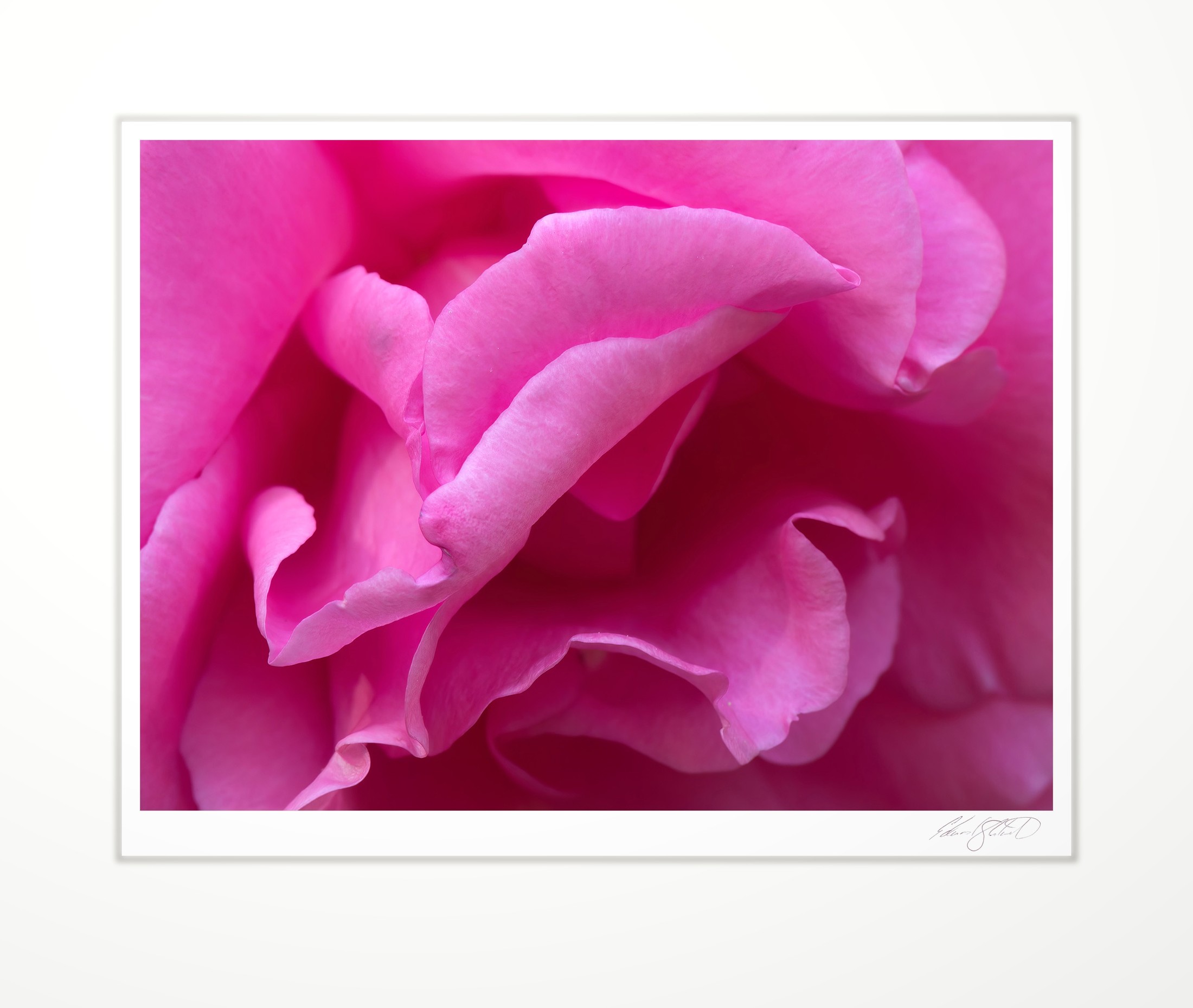 Close-up of pink rose petals unfurling. Eaton Rapids, Michigan -2013