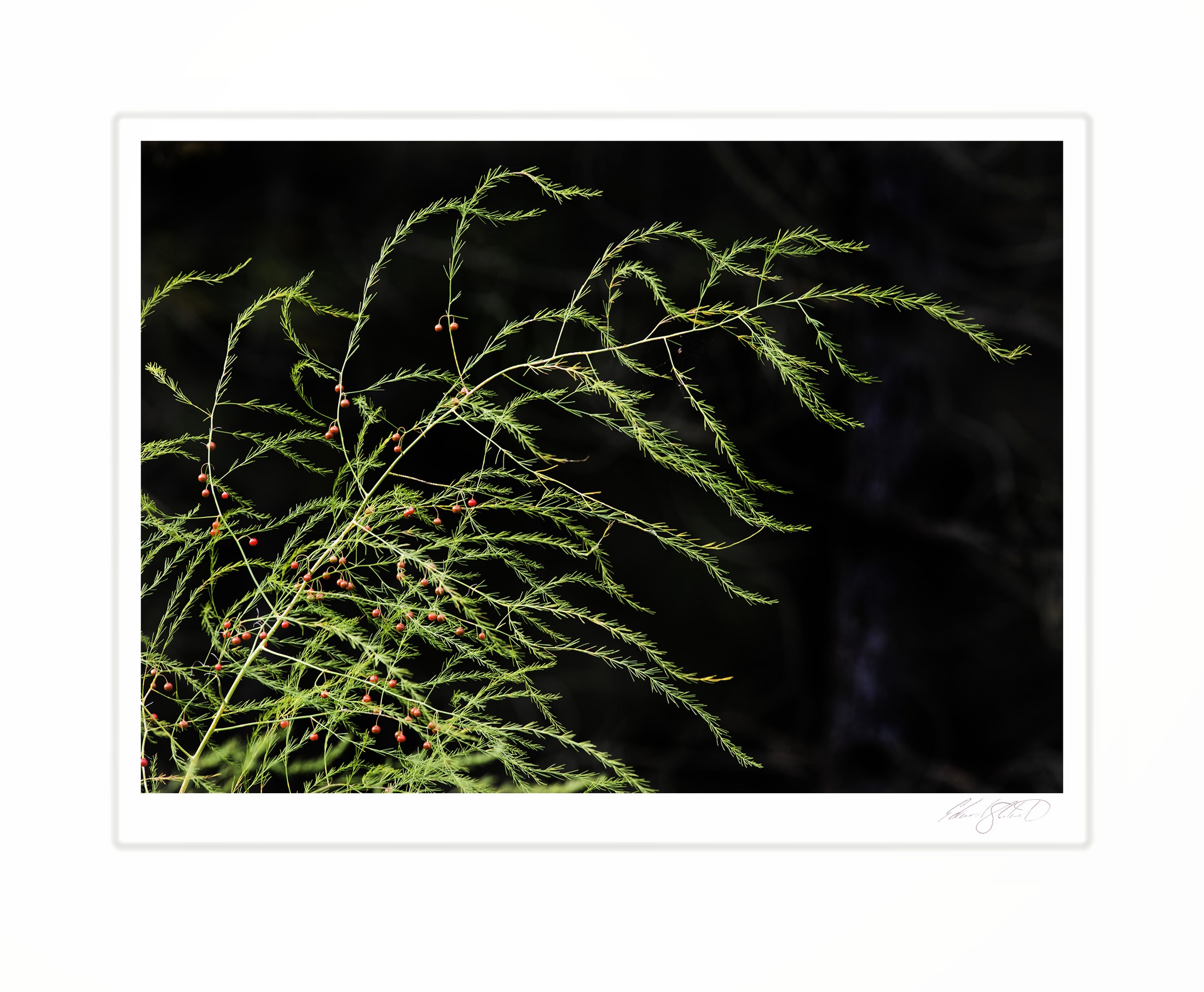 Wild asparagus fronds dotted with small red berries. Simmons Woods near Gould City, Michigan -September 2016