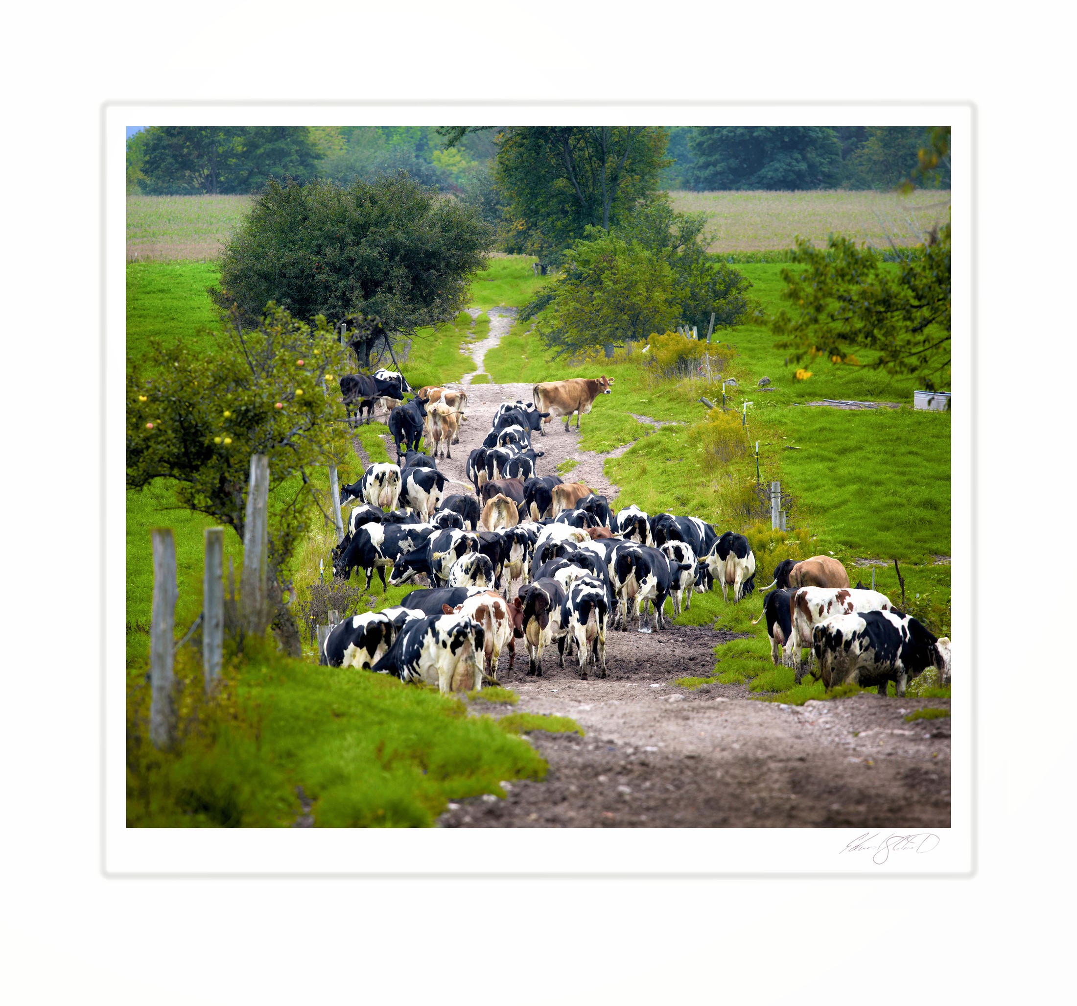 A herd of dairy cows walking down a farm lane between pastures. Engadine, Michigan -September, 2016