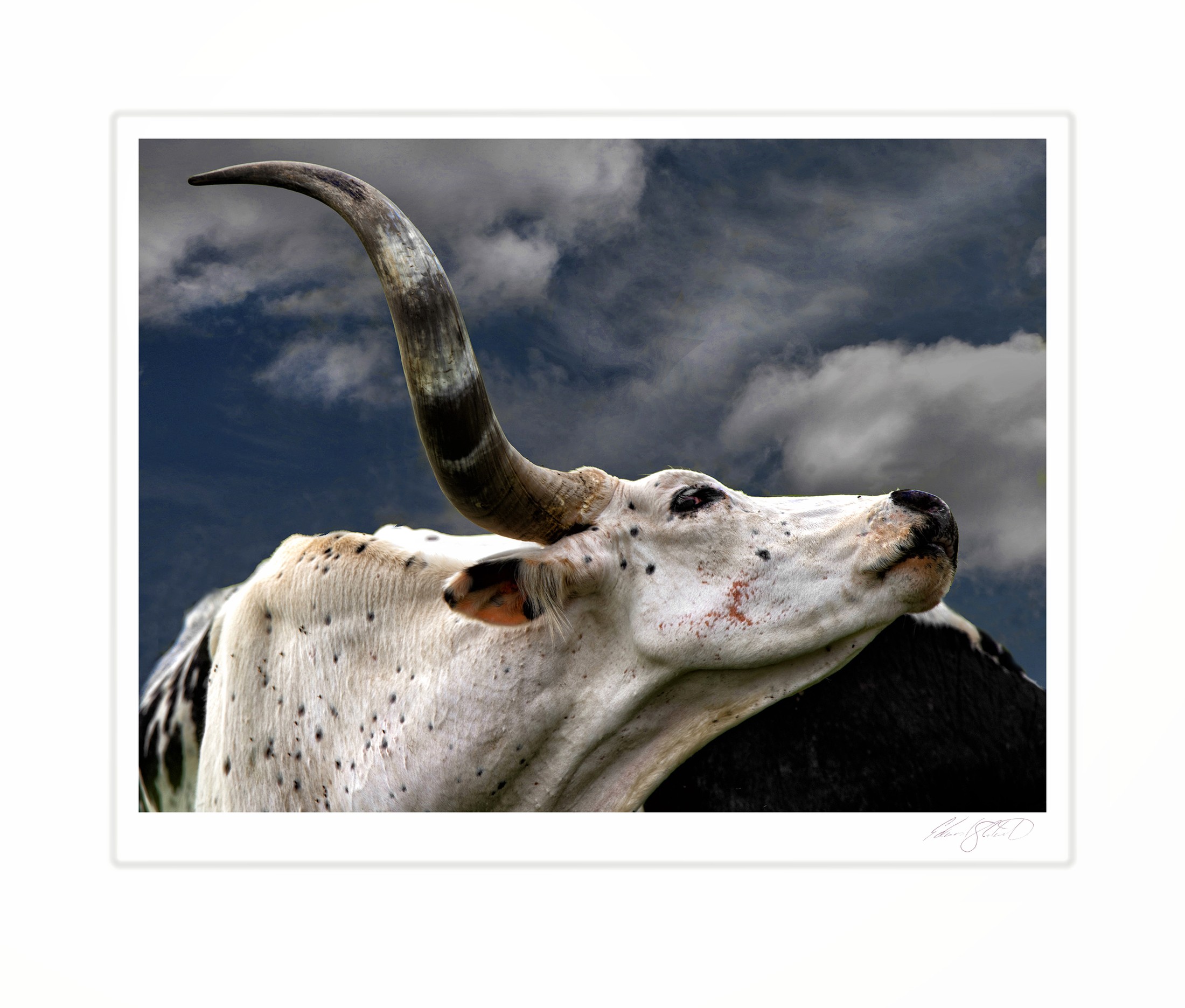 A close portrait of a longhorn steer against a clouded sky. Vassar, Michigan -July, 2019