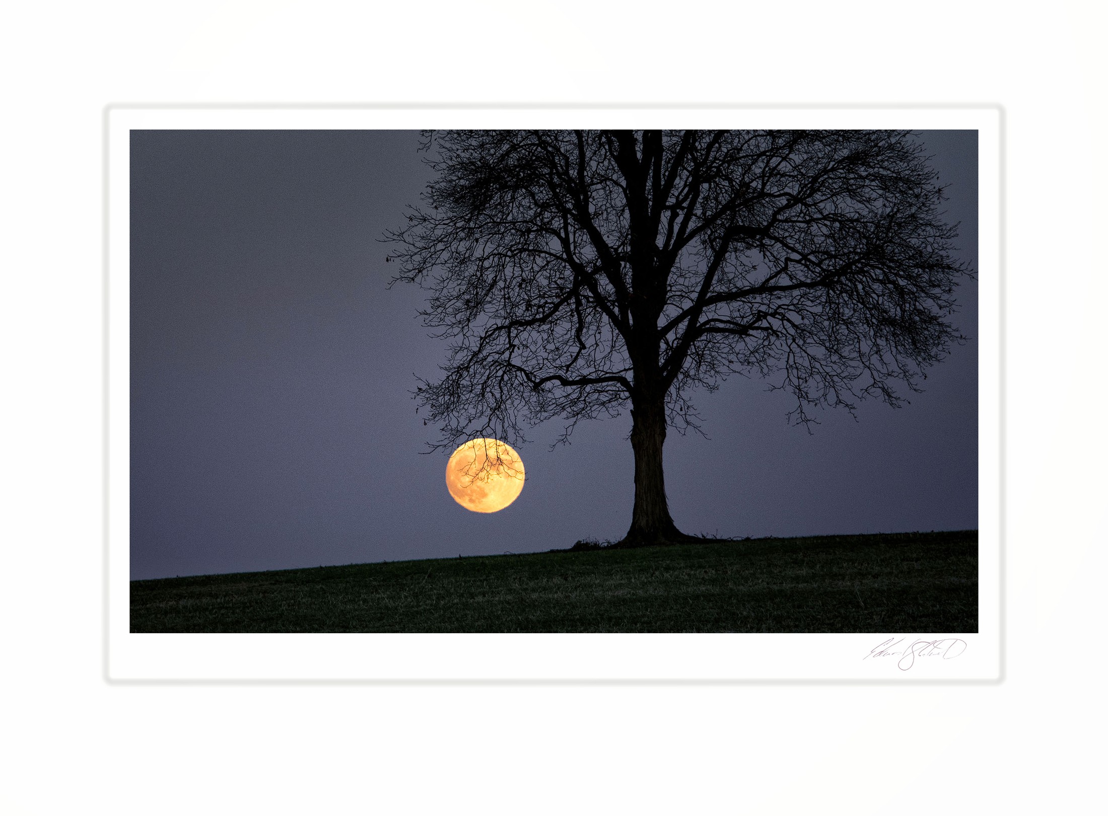 A full moon rising behind the silhouette of a bare oak tree. Eaton Rapids, Michigan -November 2022