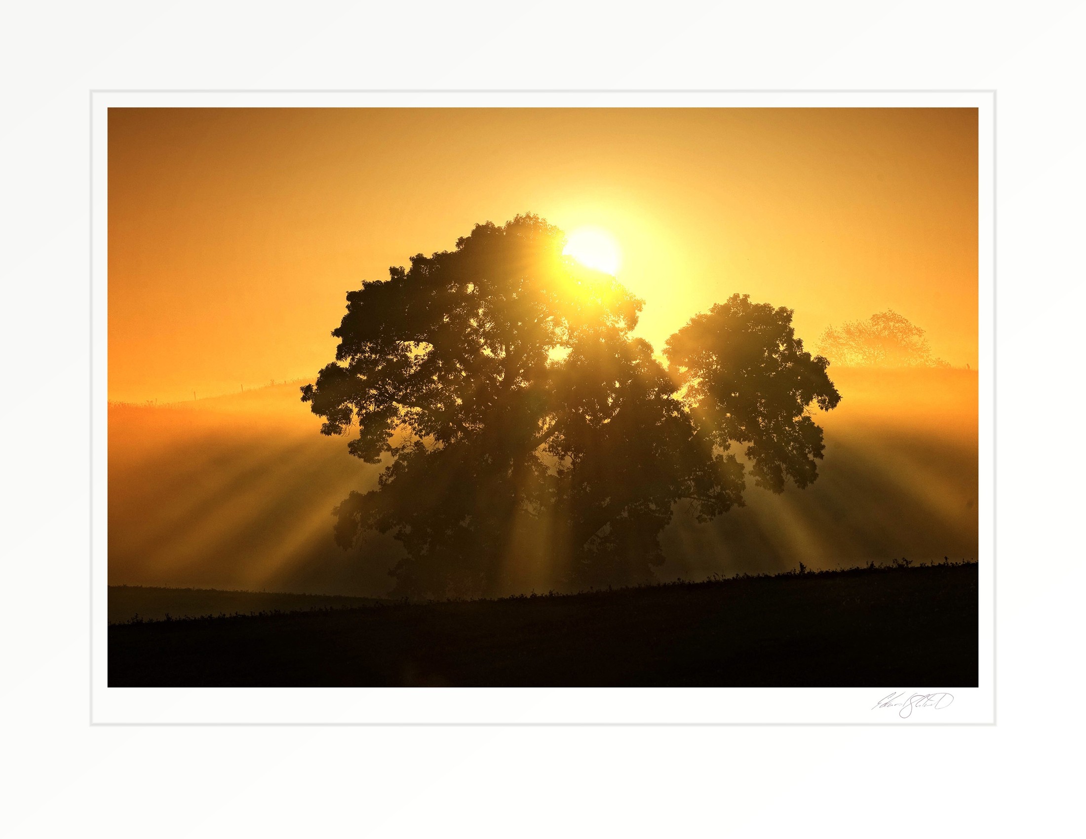 The rising sun bursting through the branches of a solitary oak tree in a foggy field. Tompkins Center, Michigan -September 2010