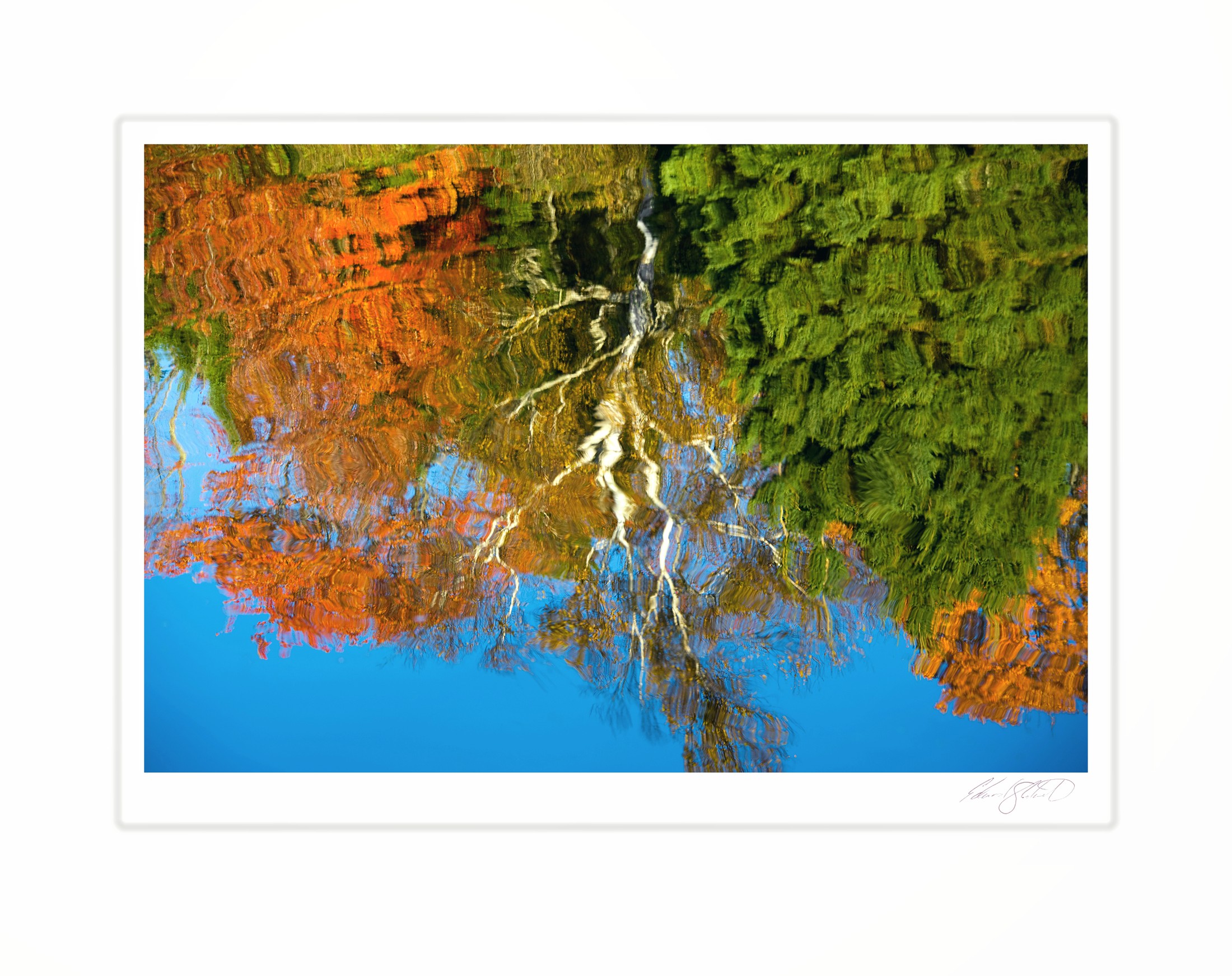 The mirrored reflection of autumn trees and a bare birch in still water. Williamston, Michigan -2010